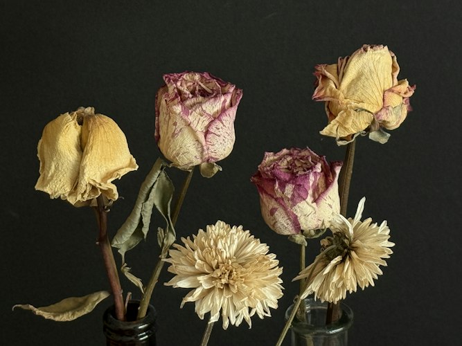 Rose e dalie essiccate su fondo nero, fiori ancora riconoscibili ma senza più colore