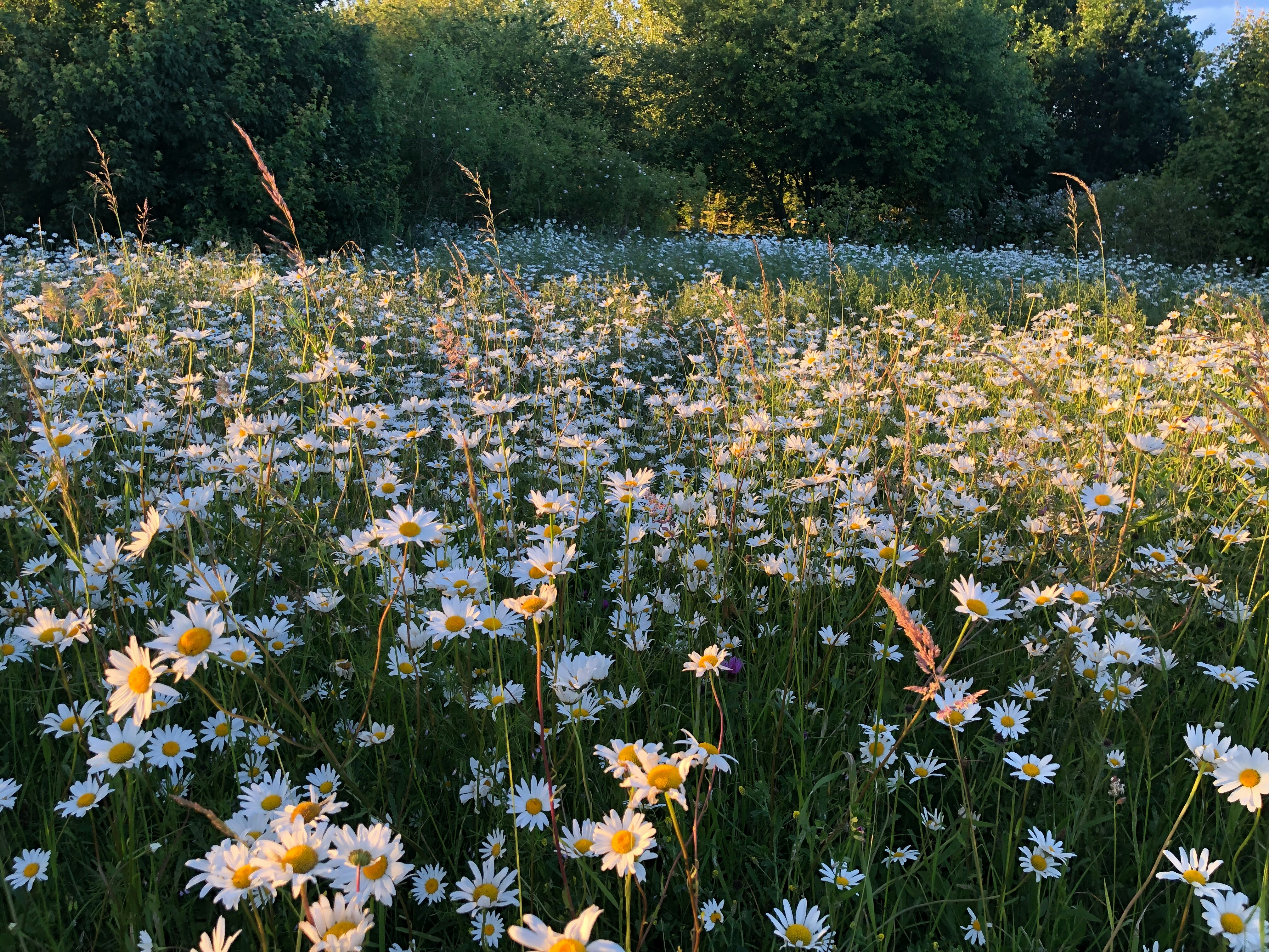 Photo by ifoundmybear