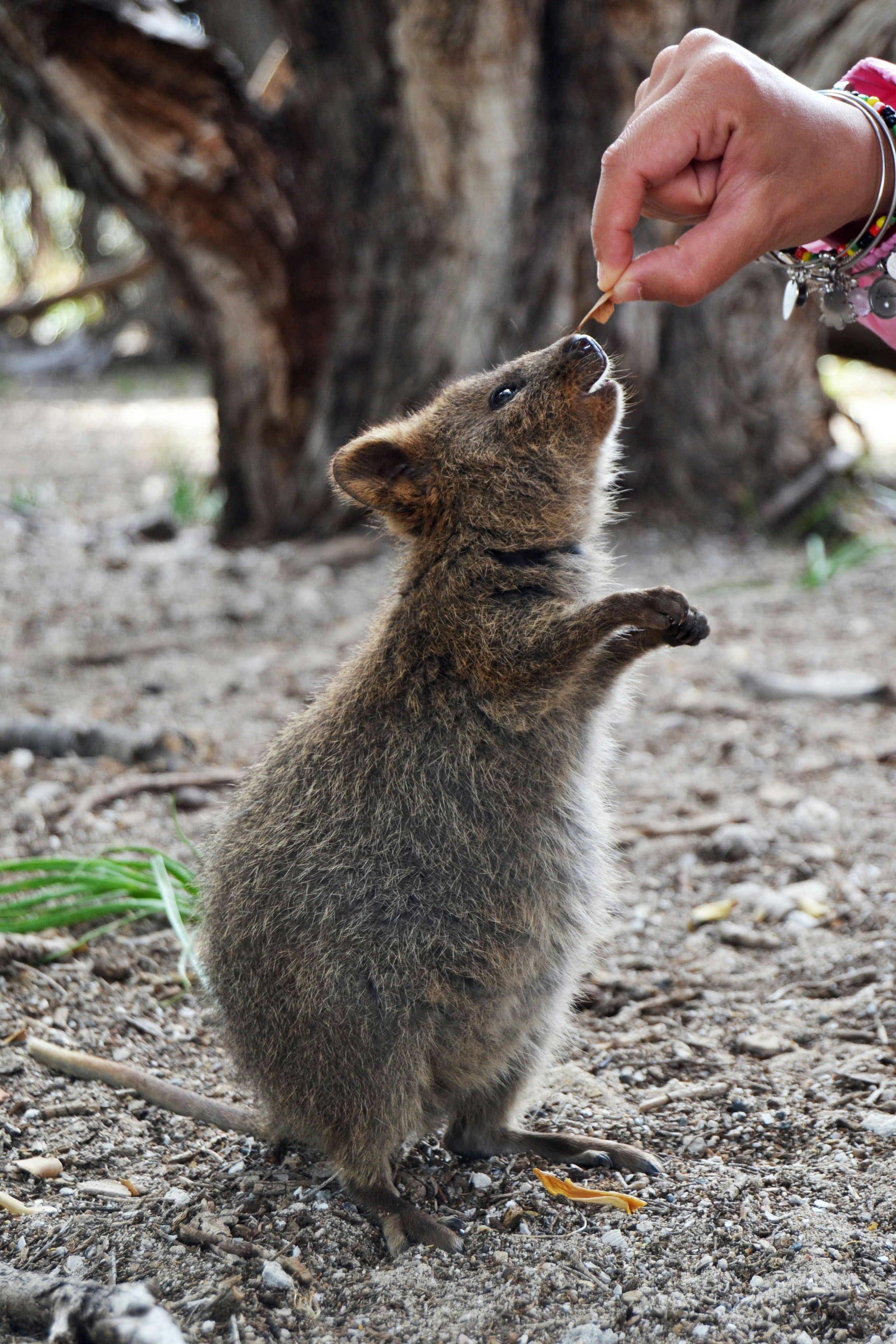 A person feeding a small animal with a spoon