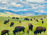 A herd of cattle grazing on a lush green hillside