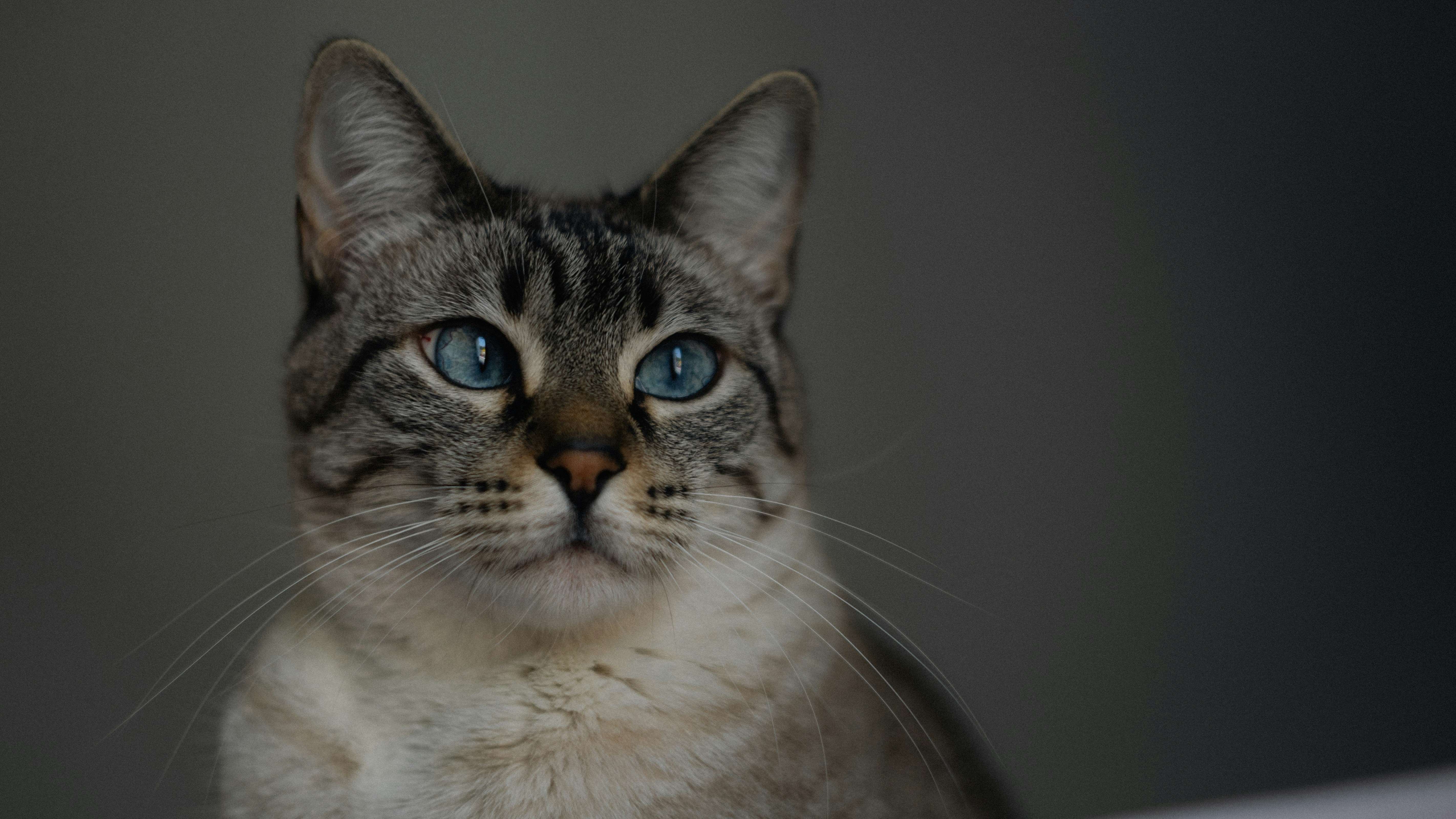 Photo by lucasdalamartaphoto