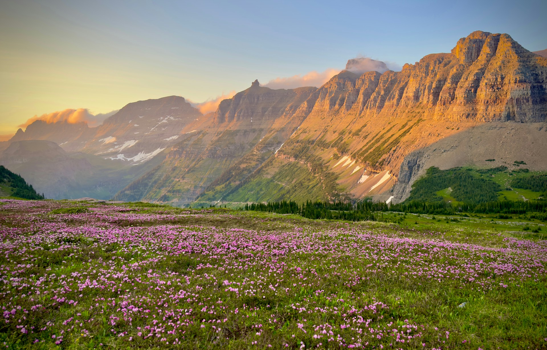 A field of wildflowers with mountains in the background