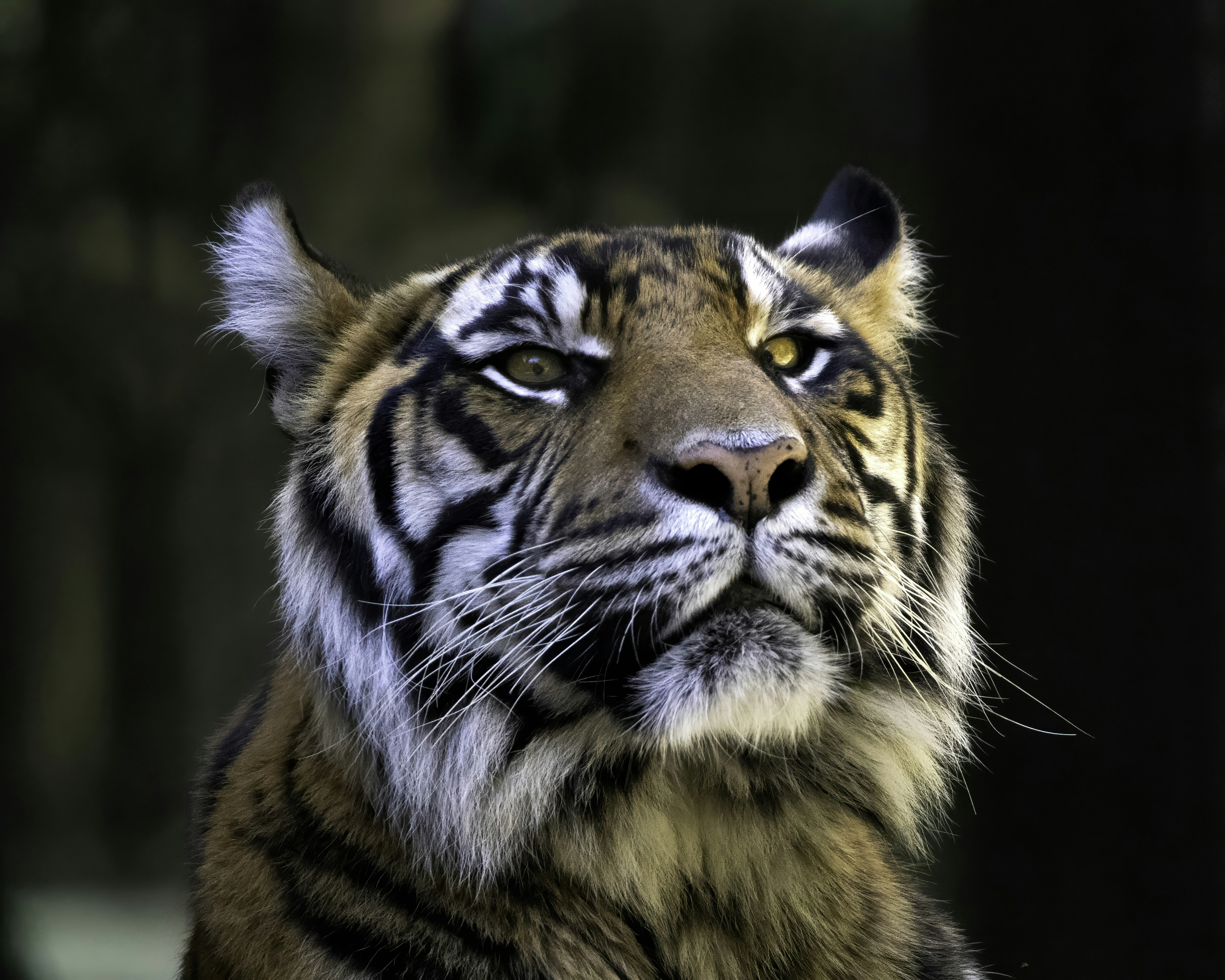 Urban Tigers: Life on the Edge (image credits: unsplash)