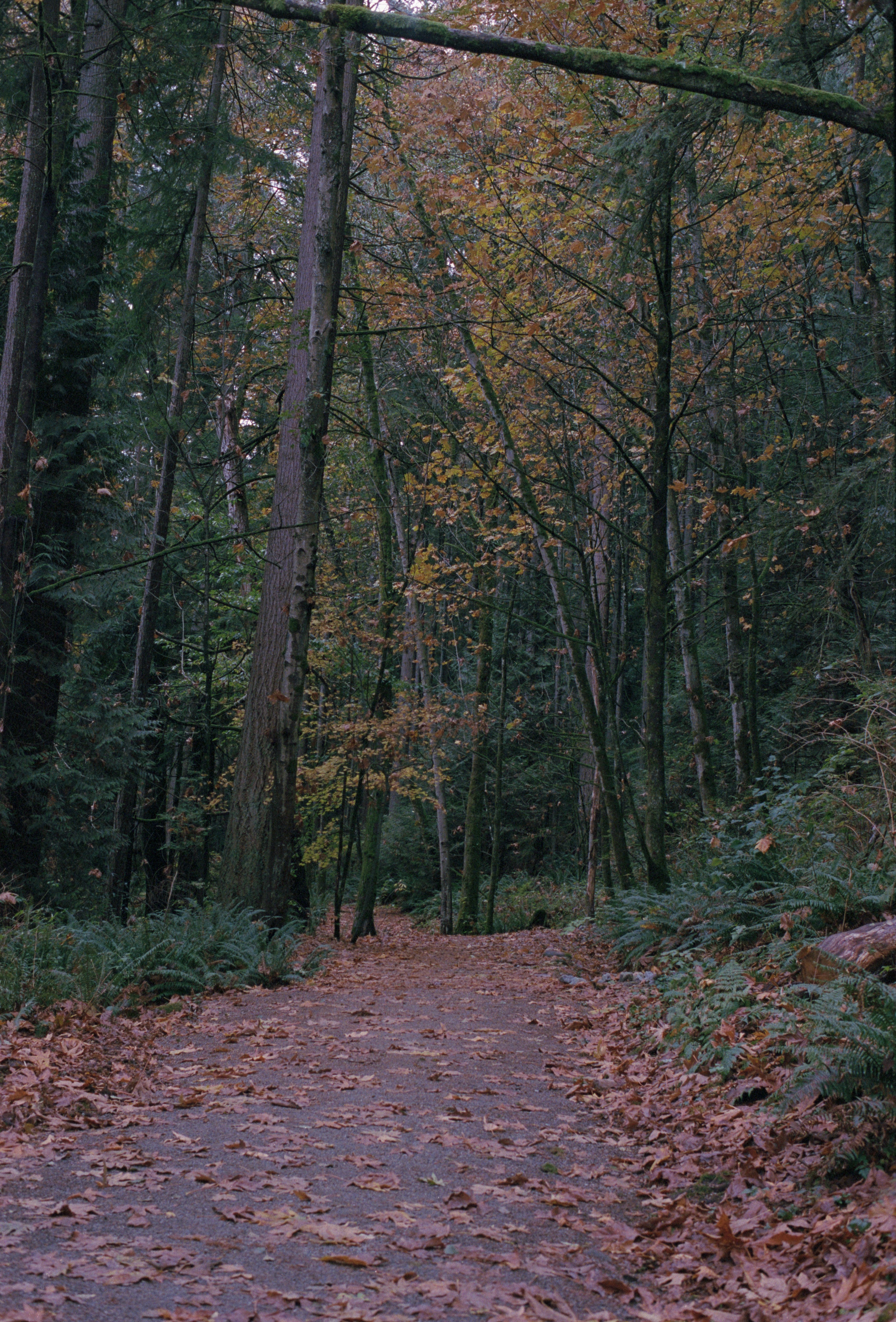 A path in the woods with lots of leaves on the ground