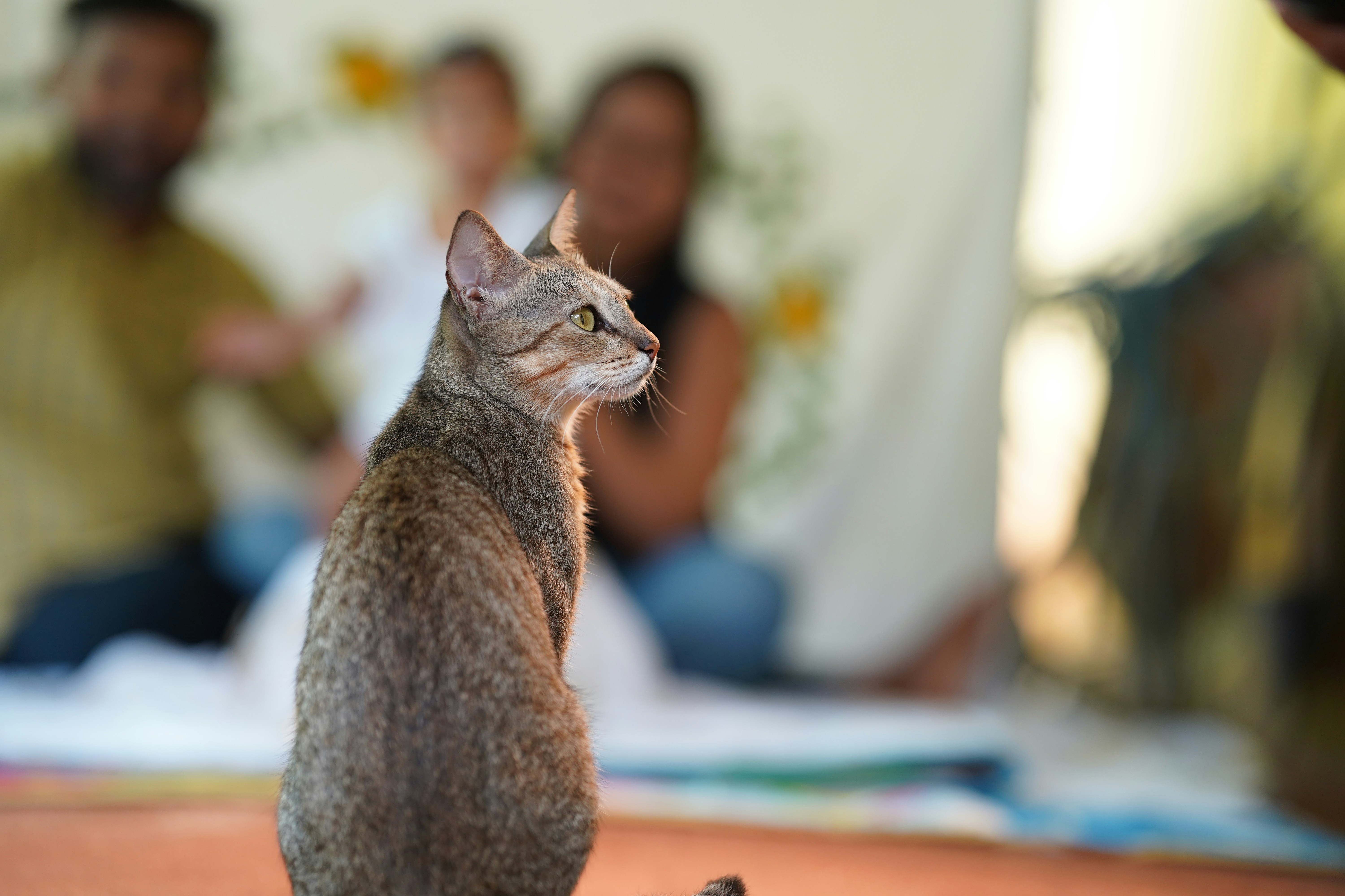 The Future of Purr-Based Healing (image credits: unsplash)