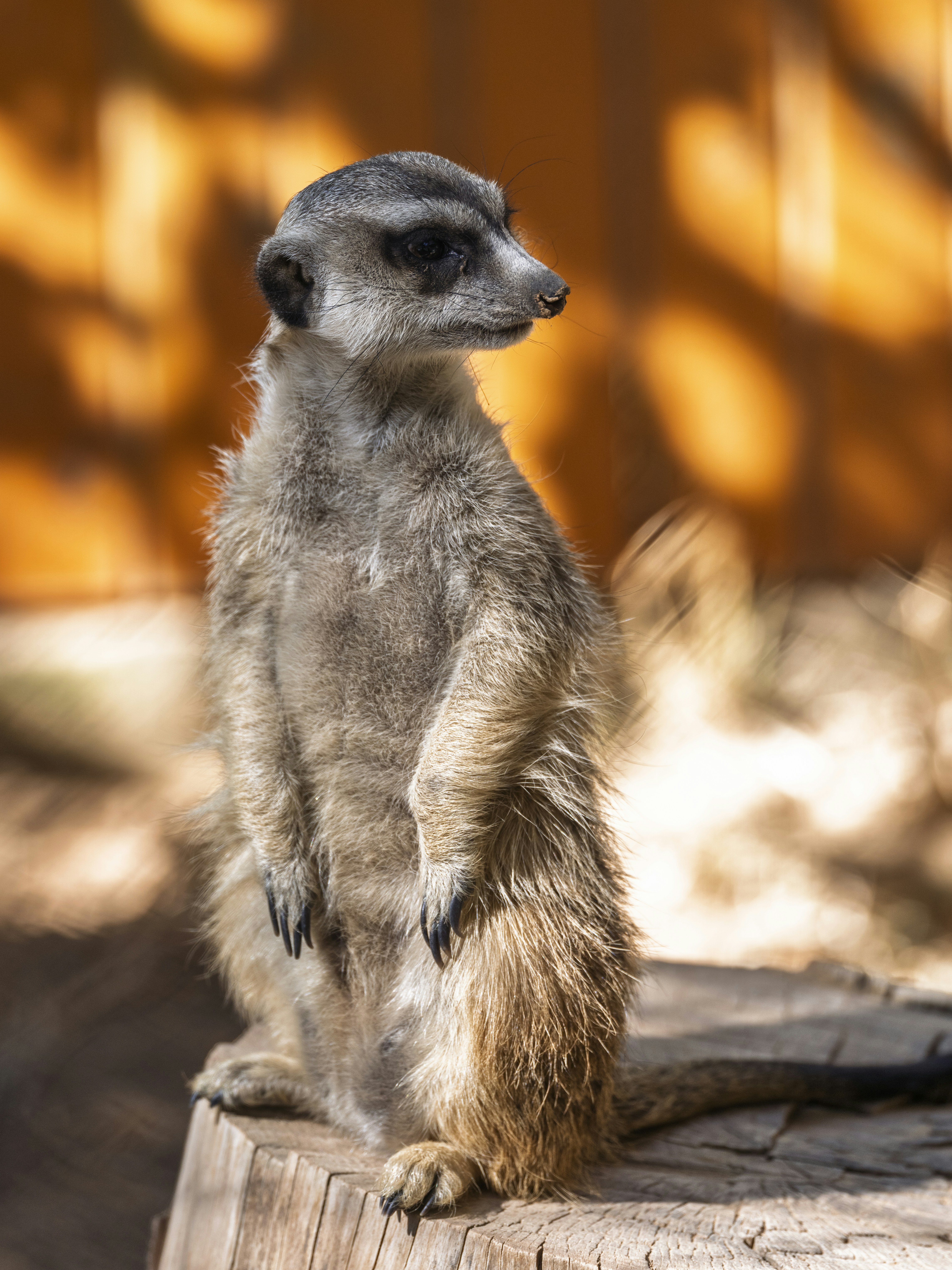 A small meerkat standing on top of a wooden stump
