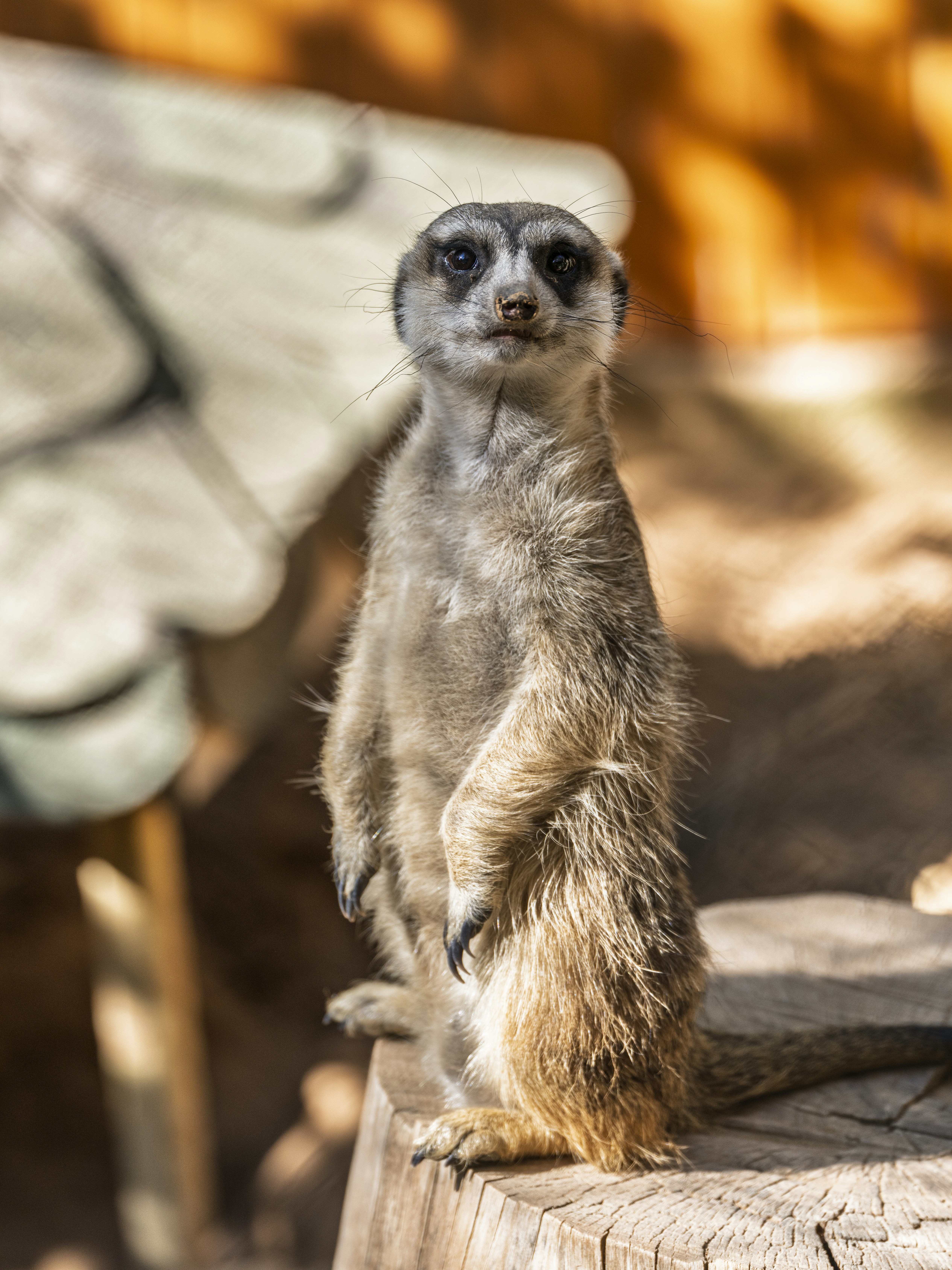 A meerkat standing on a log in a zoo