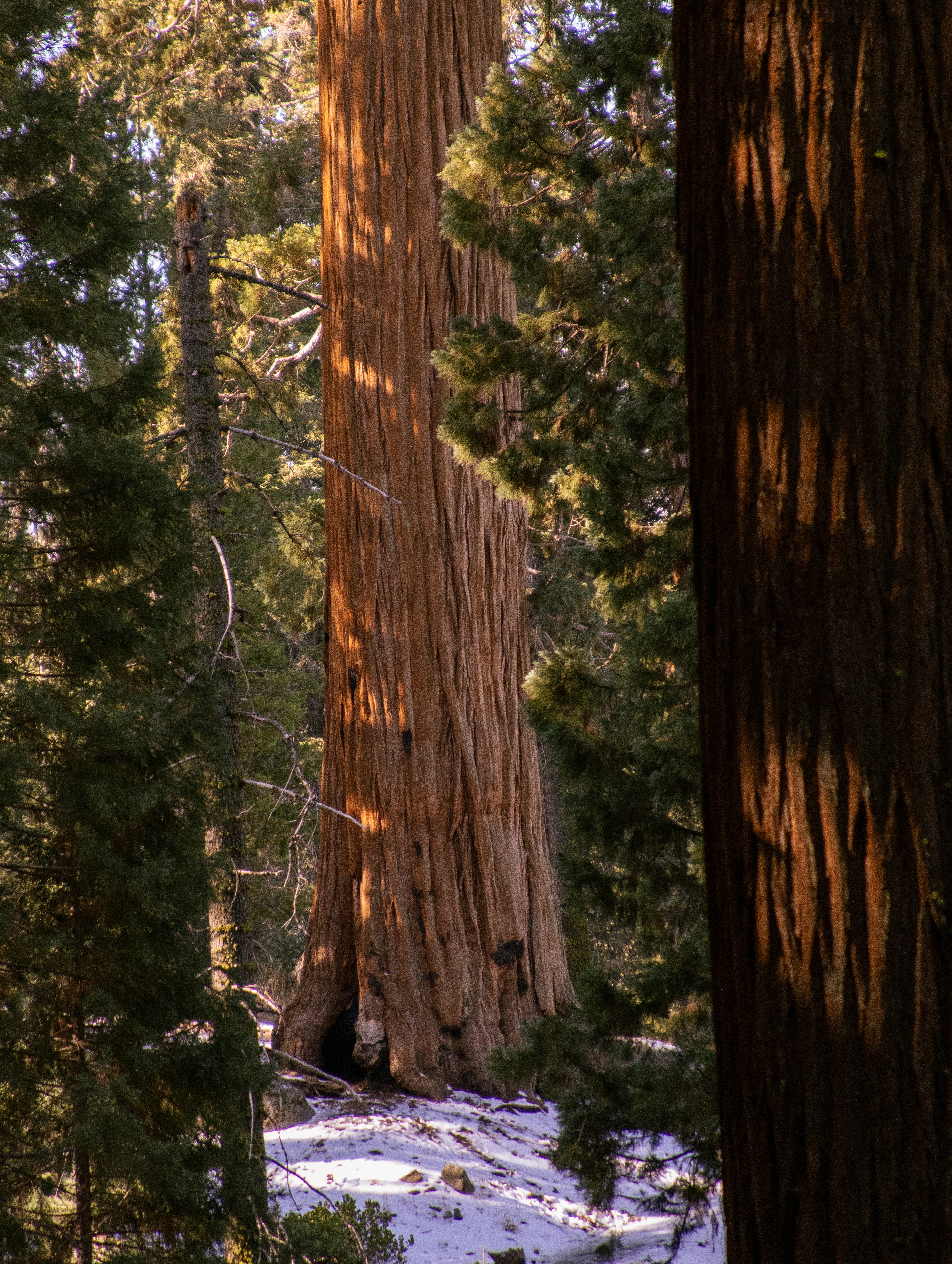 A large tree in the middle of a forest photo – Free Green Image on Unsplash