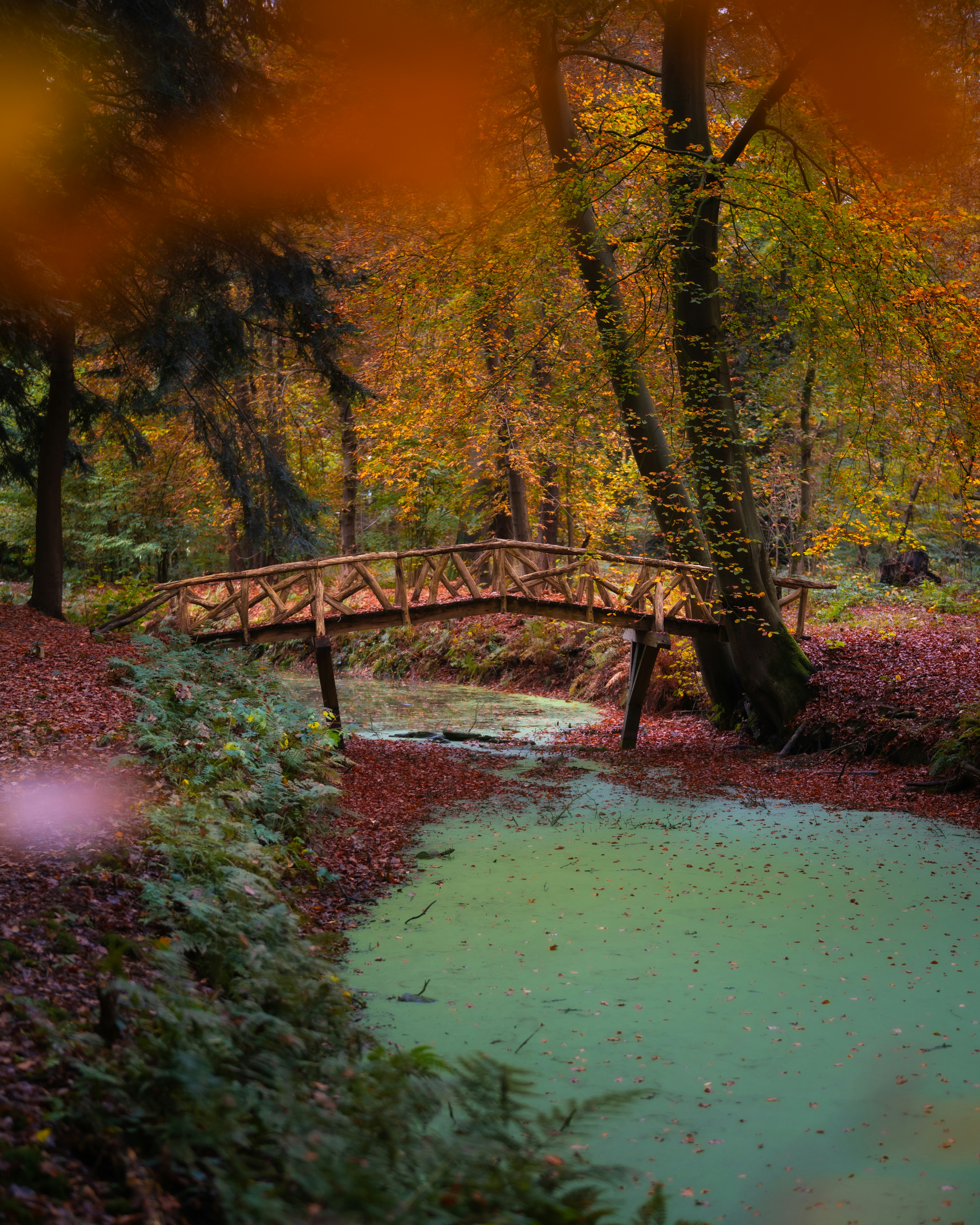 A wooden bridge over a small stream in a forest