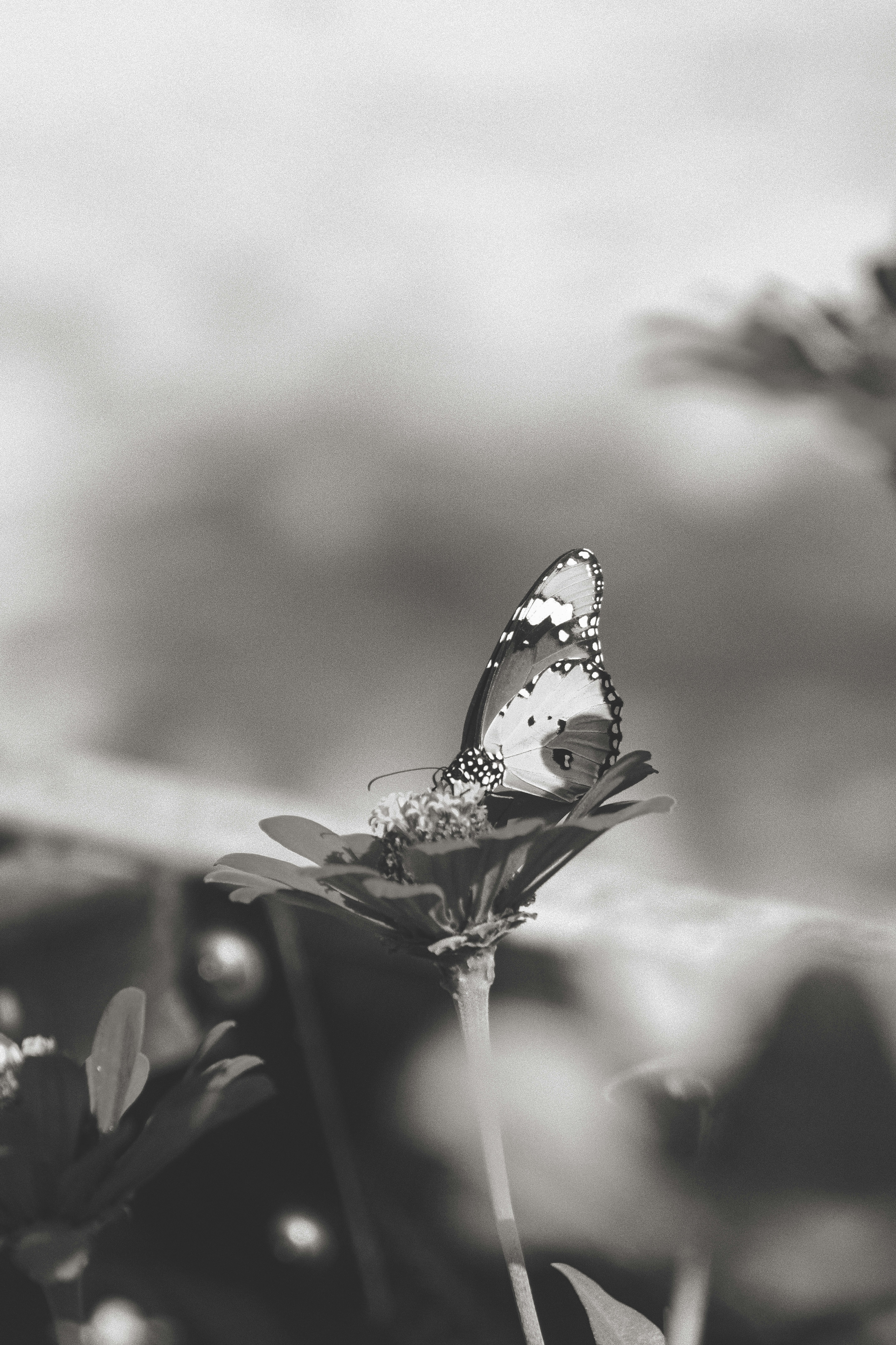Photo by sashalu