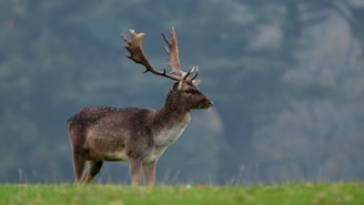 Best Crossbows for Deer & Big Game Hunting
