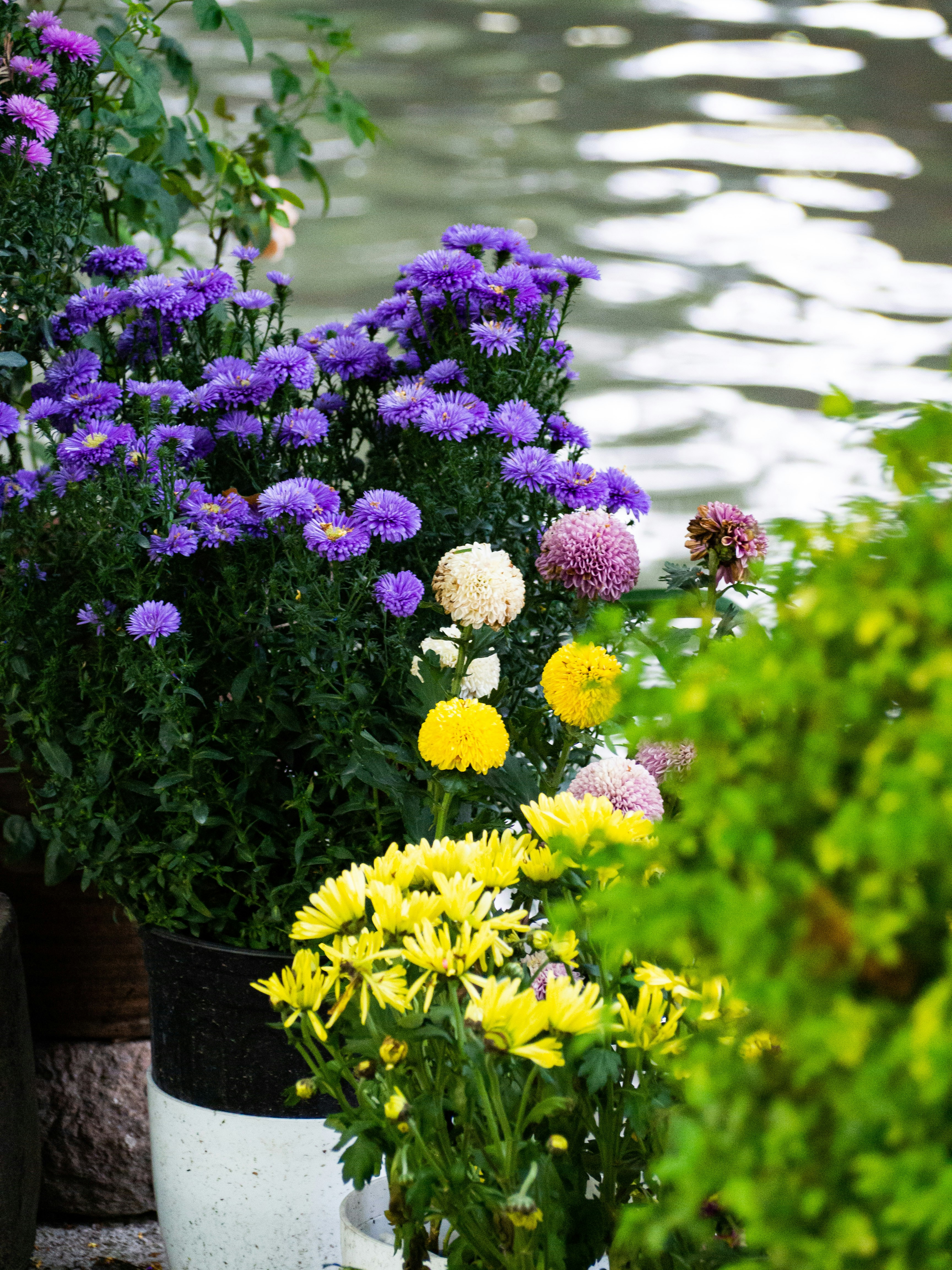 Un bouquet de fleurs qui se trouvent dans des pots