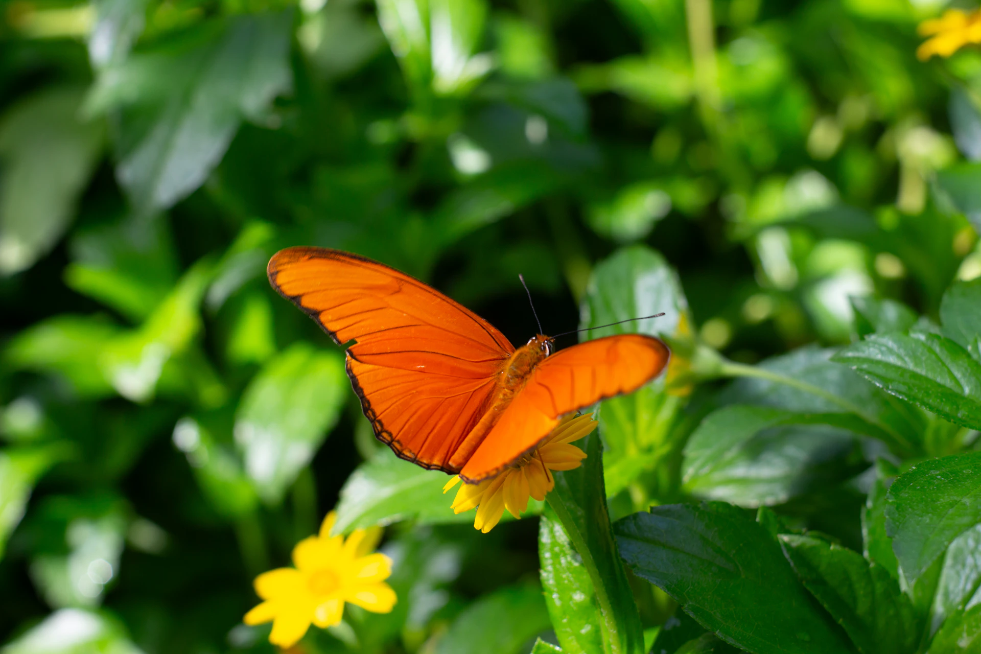An orange butterfly sitting on top of a green plant