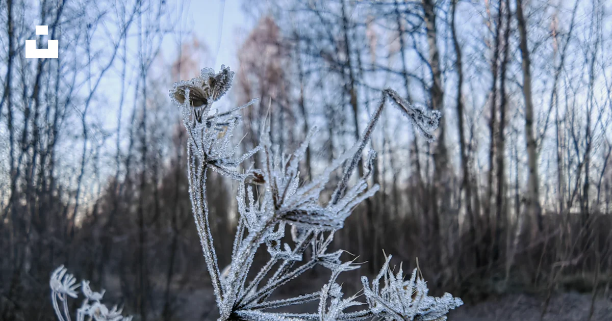 Foto Close-up tanaman dengan embun beku di atasnya – Gambar Hutan ...