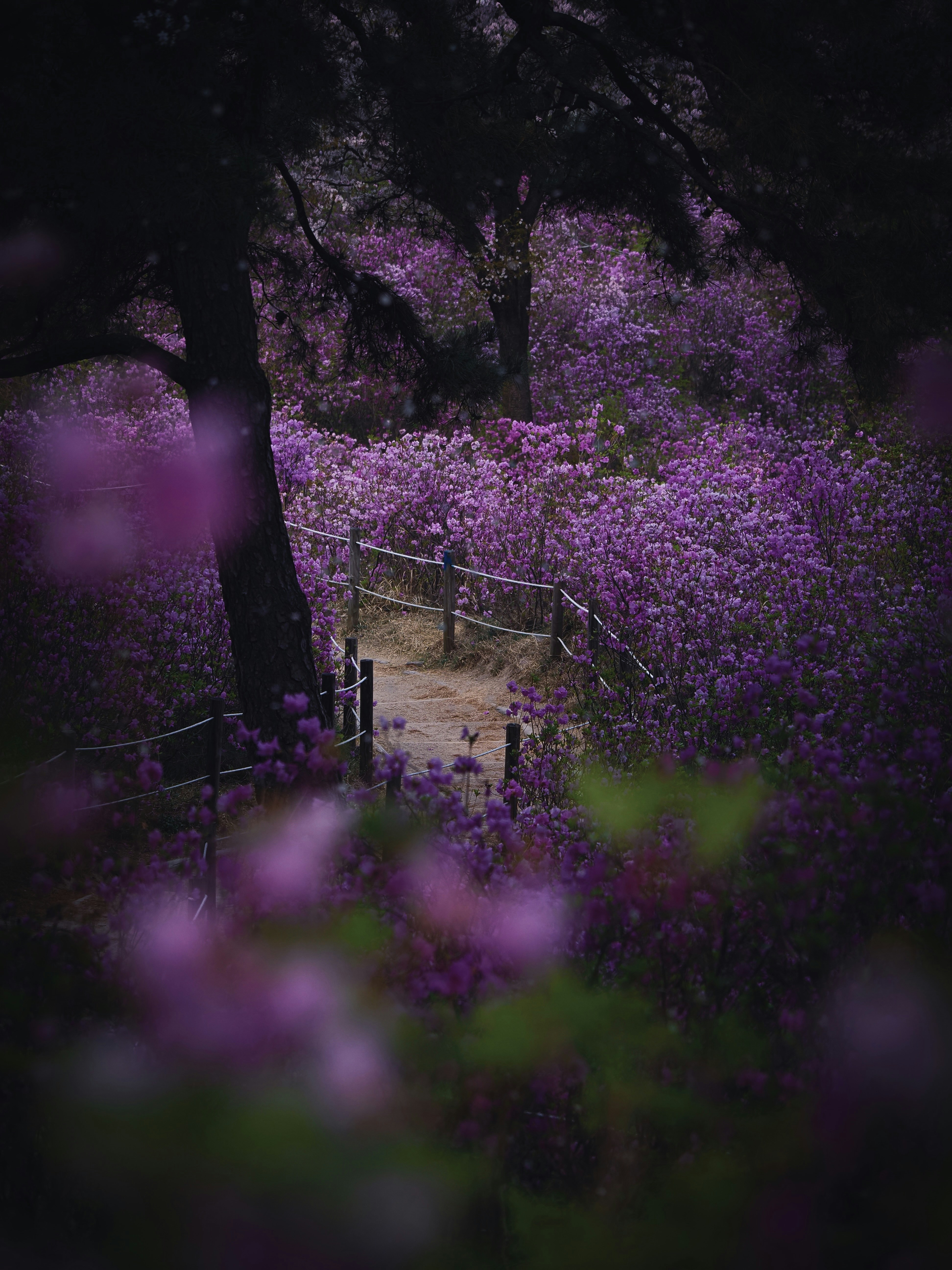 A path surrounded by purple flowers and trees