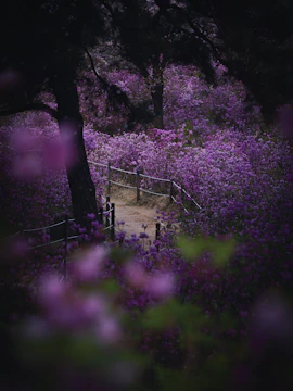 A path surrounded by purple flowers and trees
