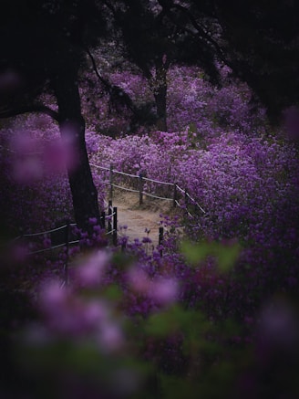 A path surrounded by purple flowers and trees