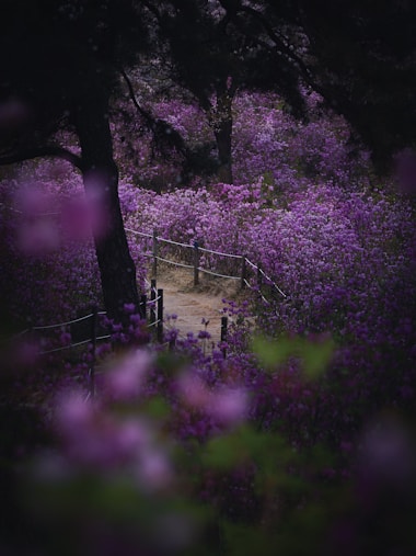 A path surrounded by purple flowers and trees