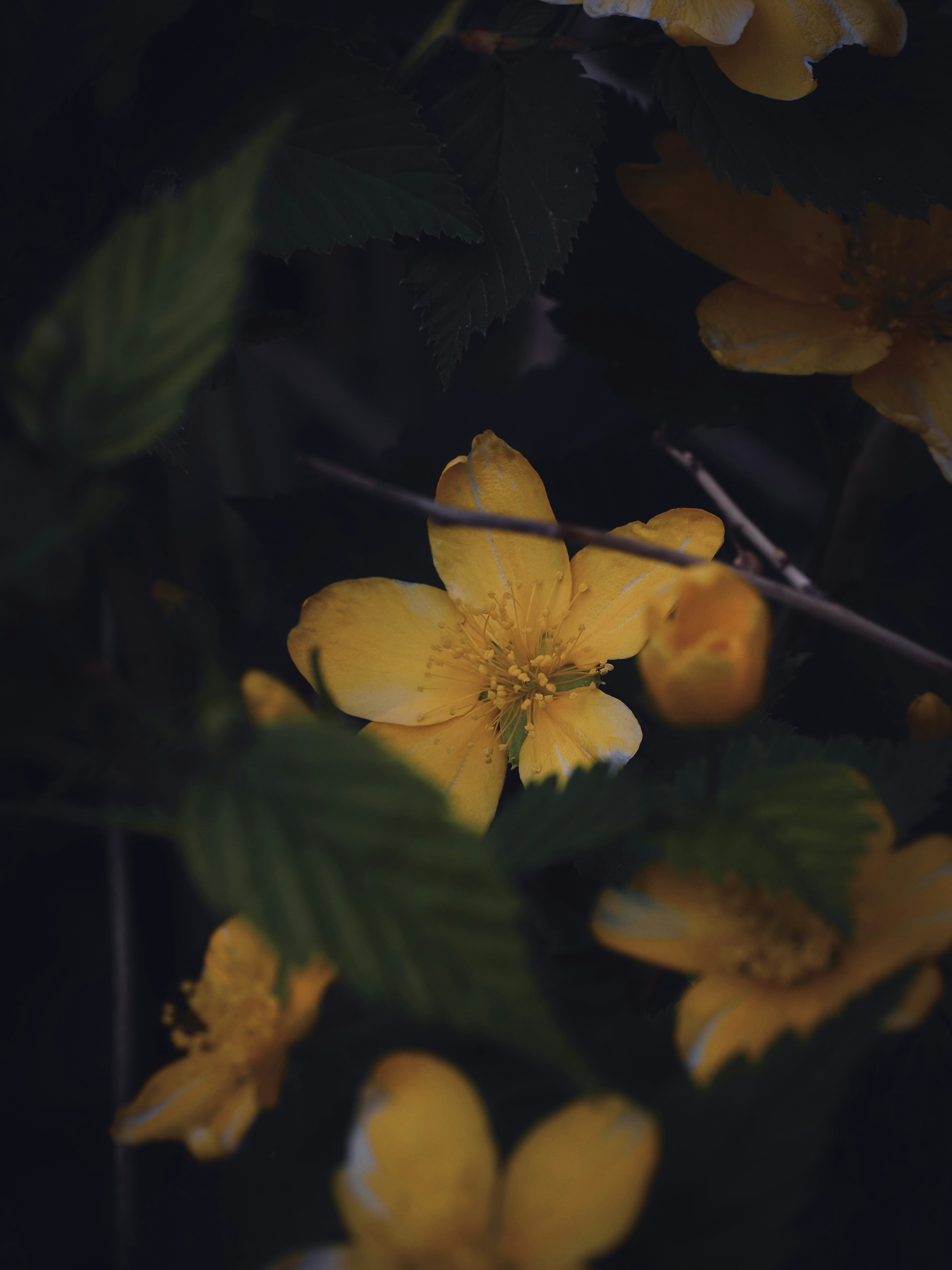 A bunch of yellow flowers with green leaves