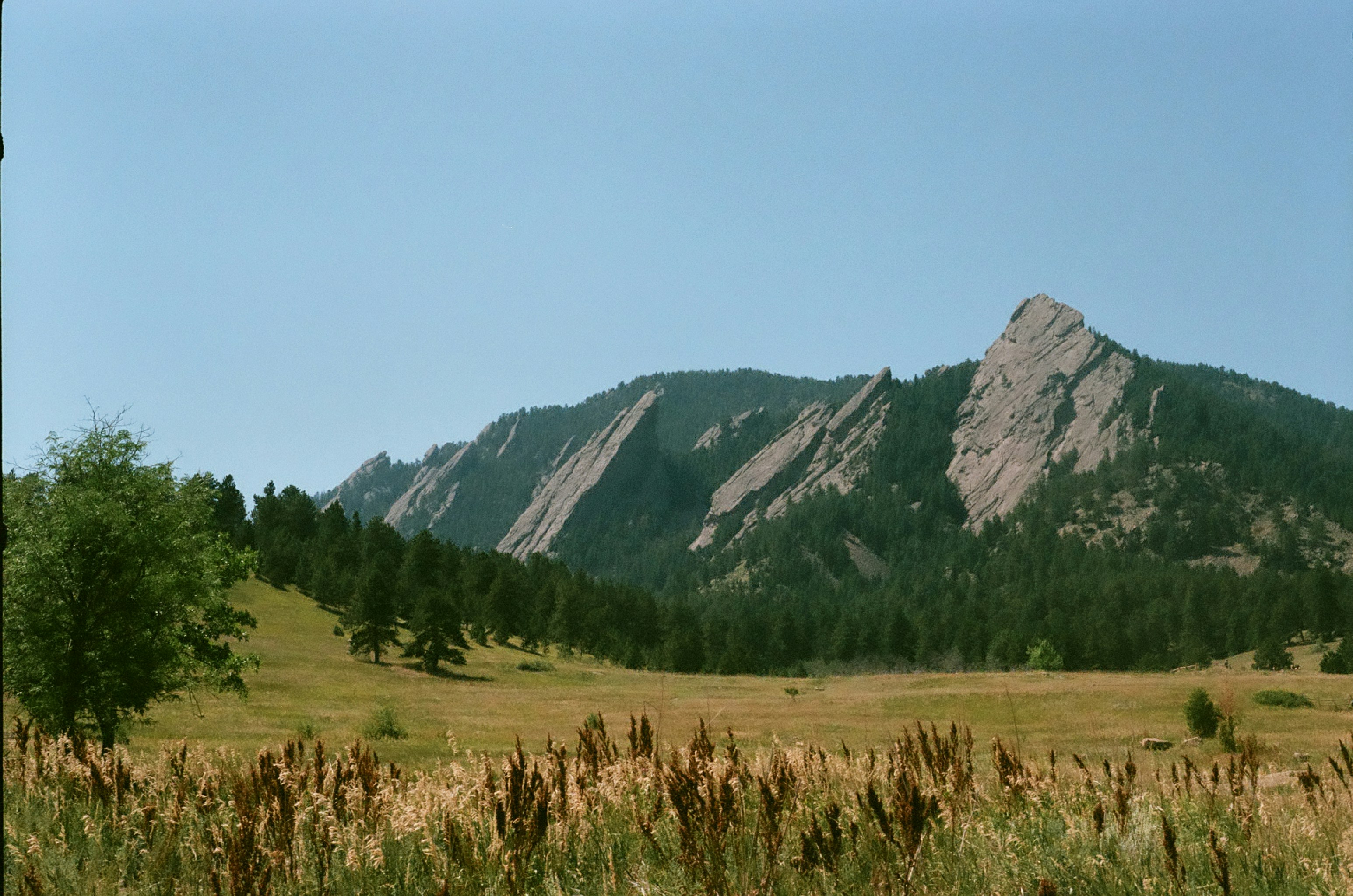 A field with a mountain in the background