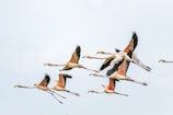 A flock of flamingos flying through a blue sky