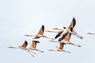 A flock of flamingos flying through a blue sky