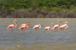 A group of flamingos standing in the water