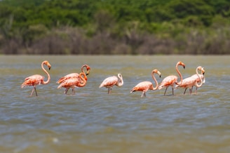 A group of flamingos standing in the water