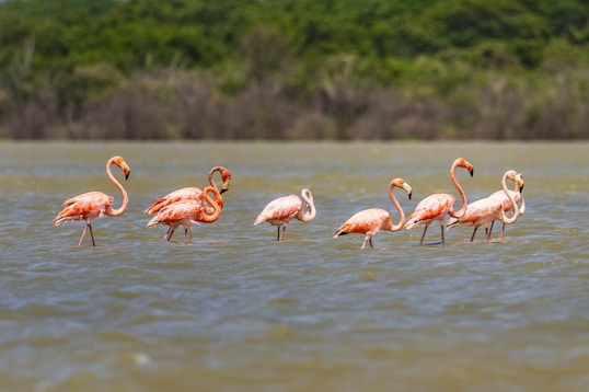 A group of flamingos standing in the water