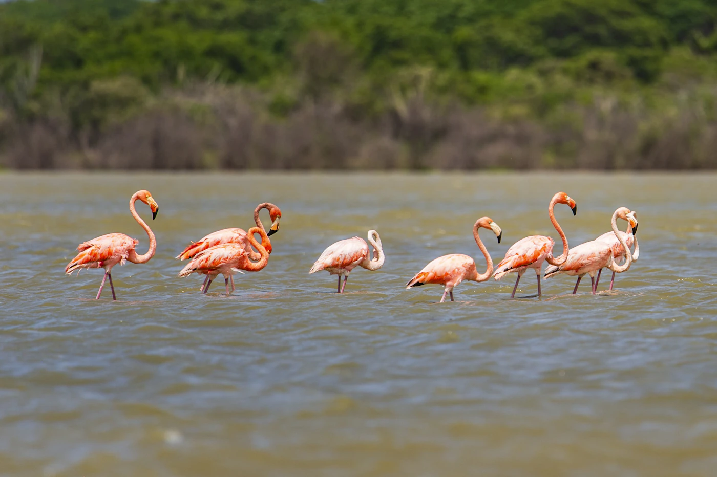 Flamencos rosados en un humedal de La Guajira, Colombia