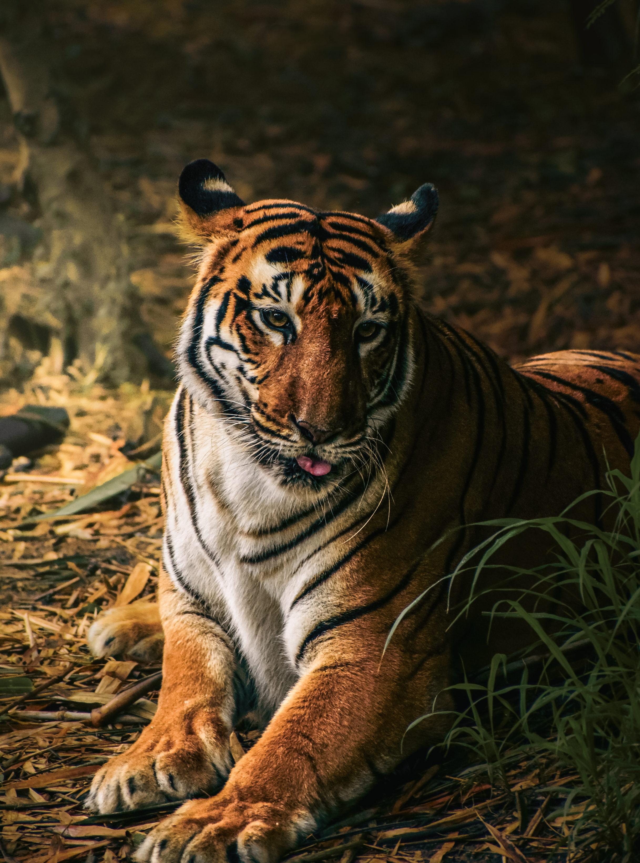 Striped Sentinel: Malayan Tiger (image credits: unsplash)