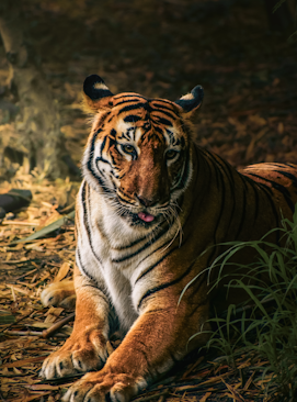 A tiger laying on the ground in the woods