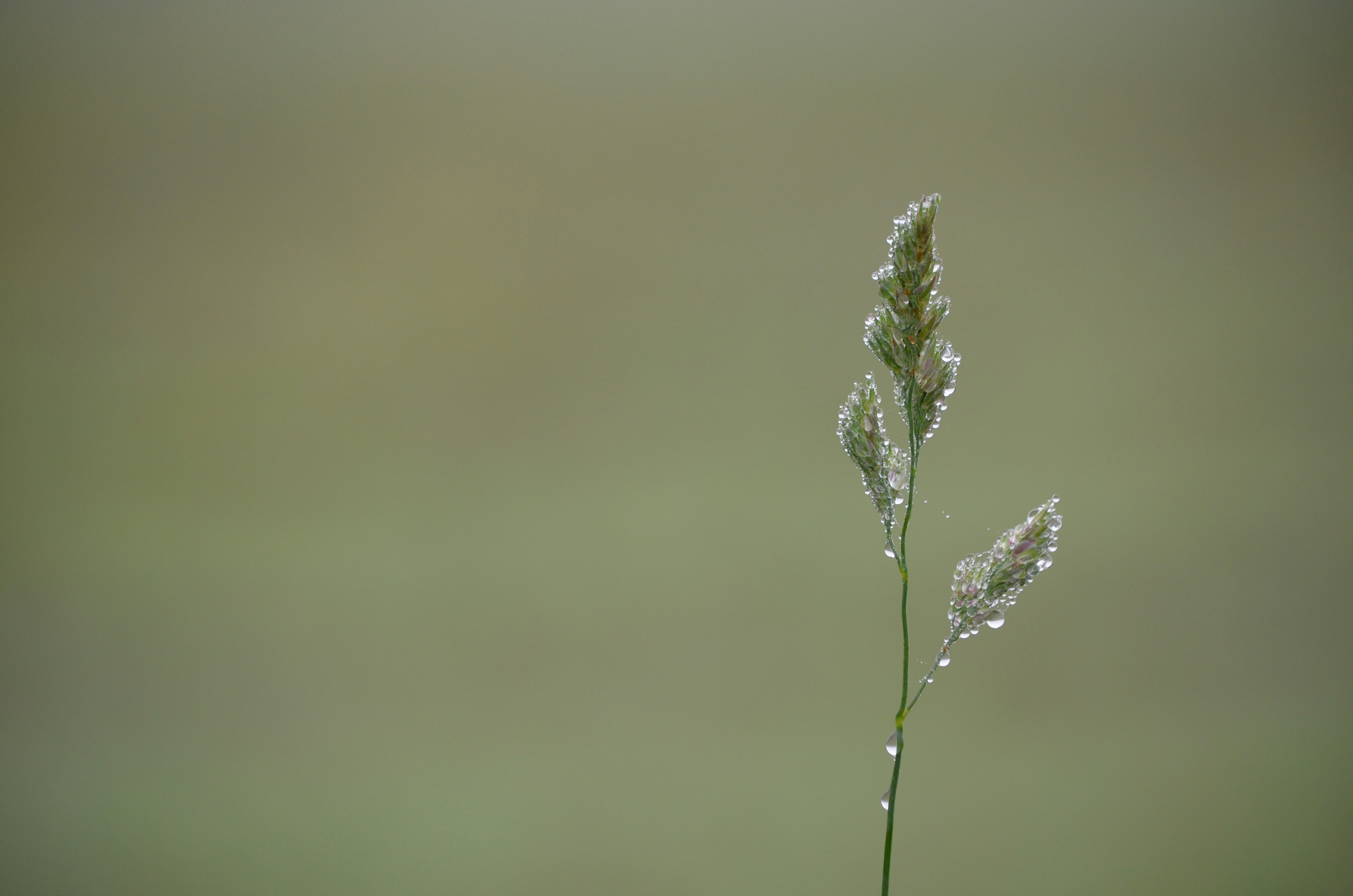 Photo by zlobiwankenobi