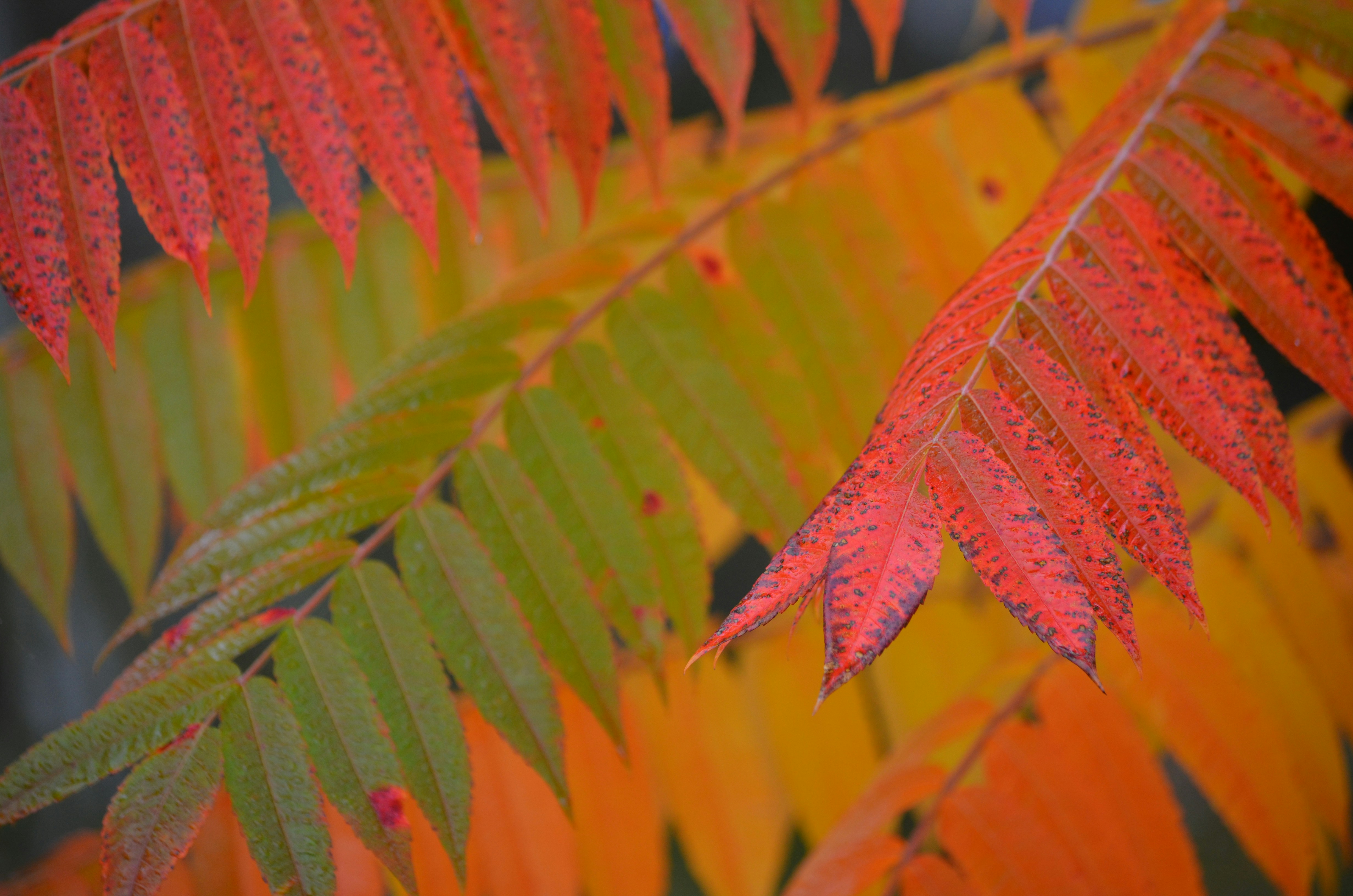 Photo by zlobiwankenobi