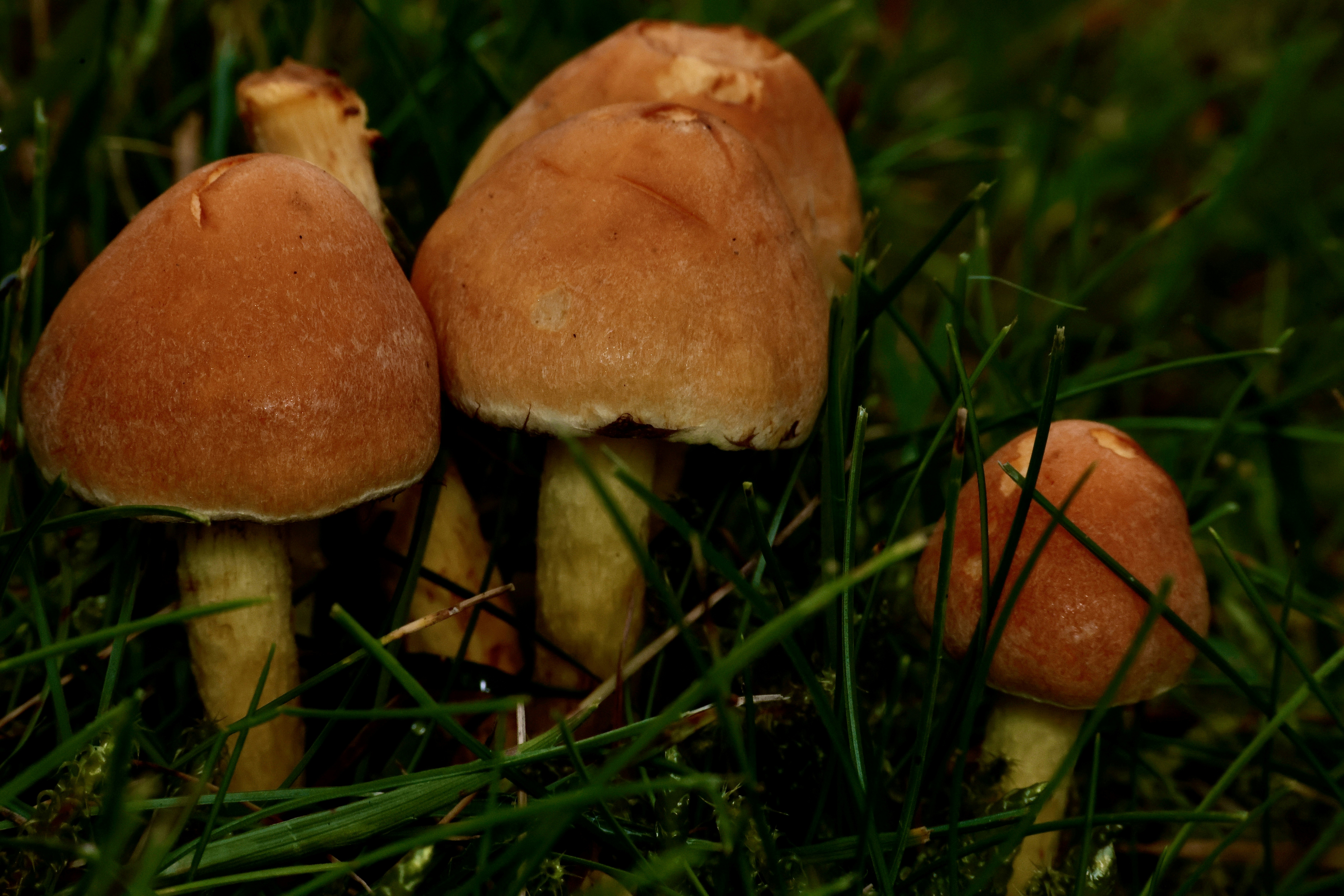 A group of mushrooms sitting on top of a lush green field