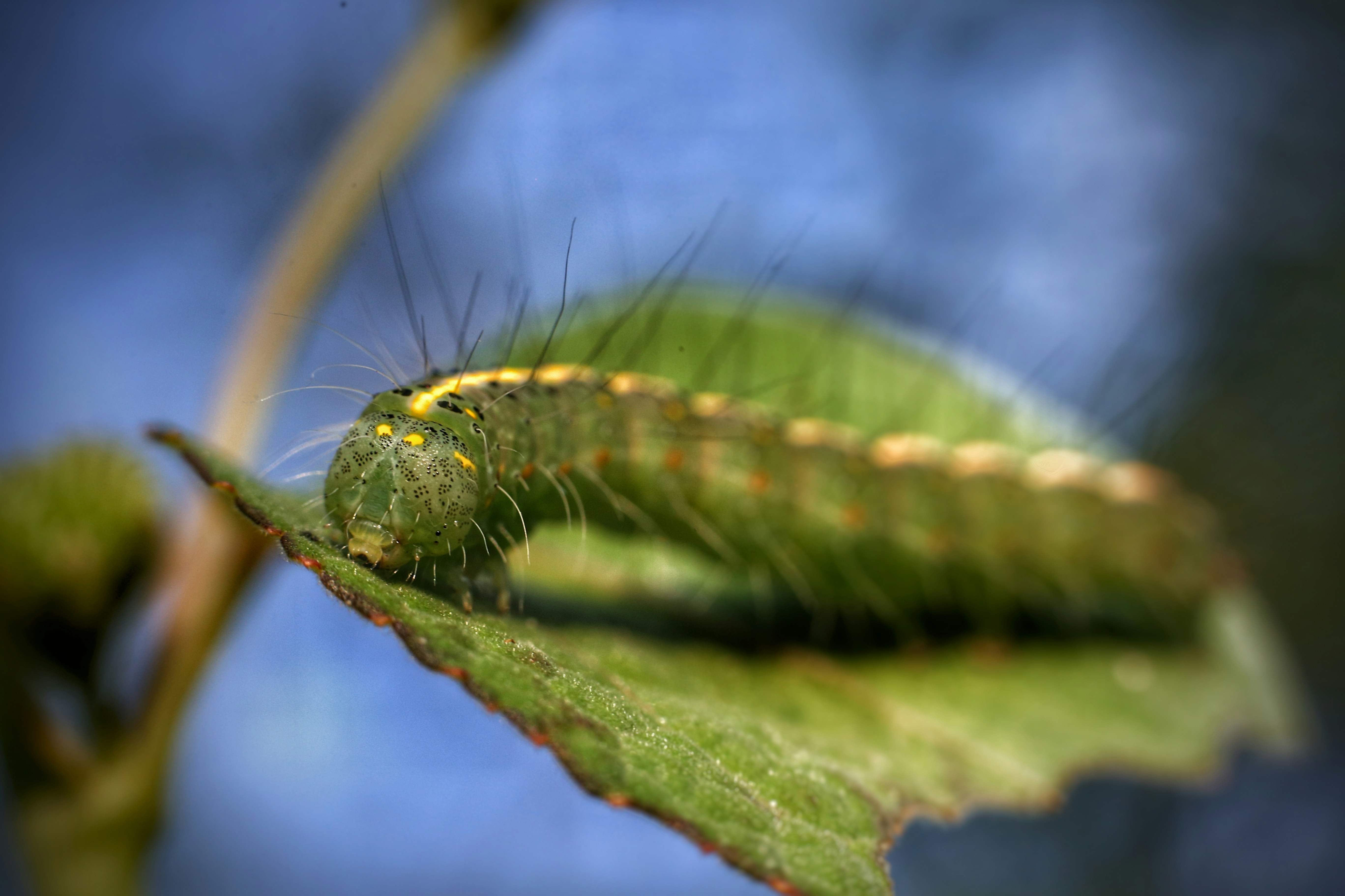 A close up of a caterpillar on a leaf