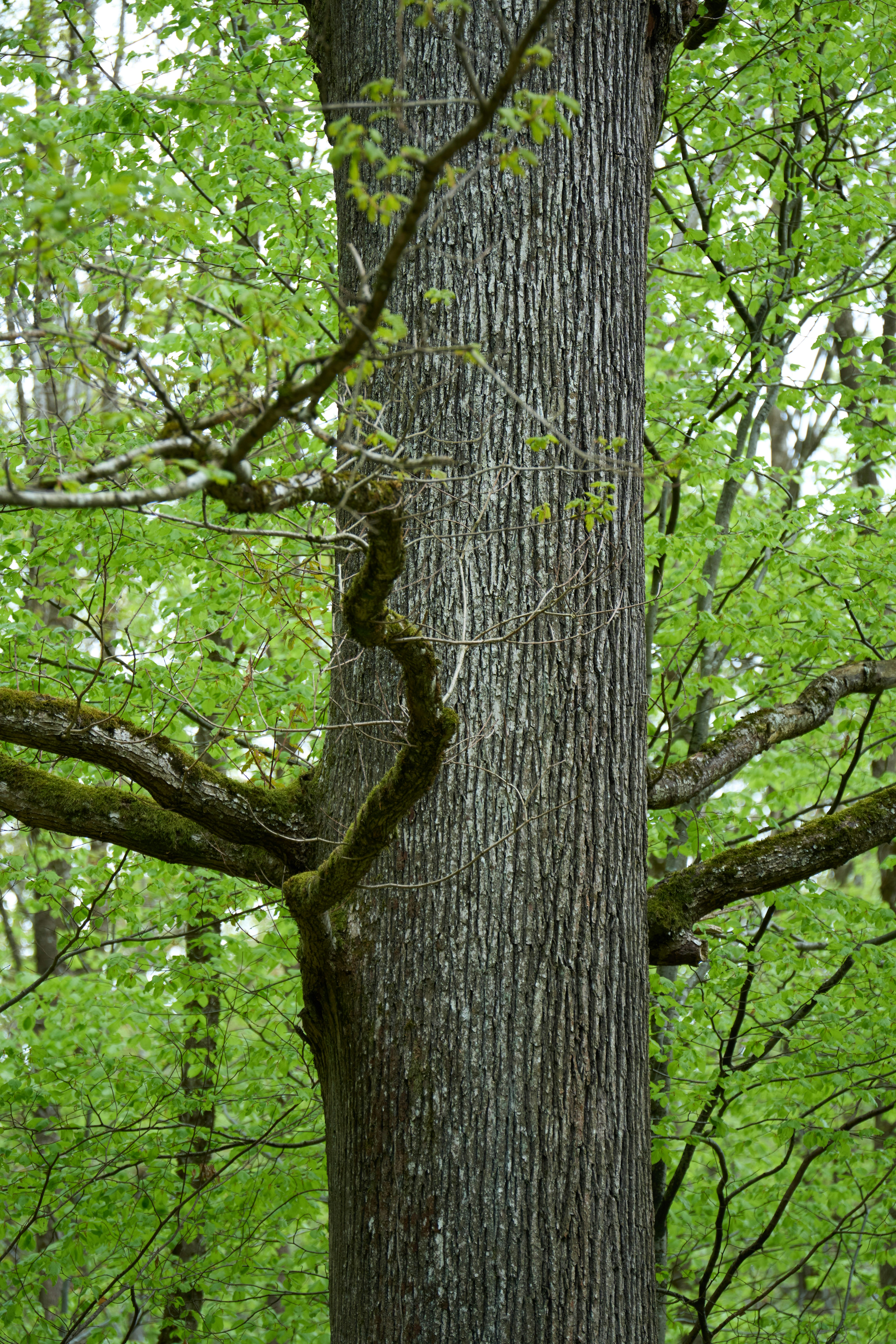 Photo by wolfgang_hasselmann