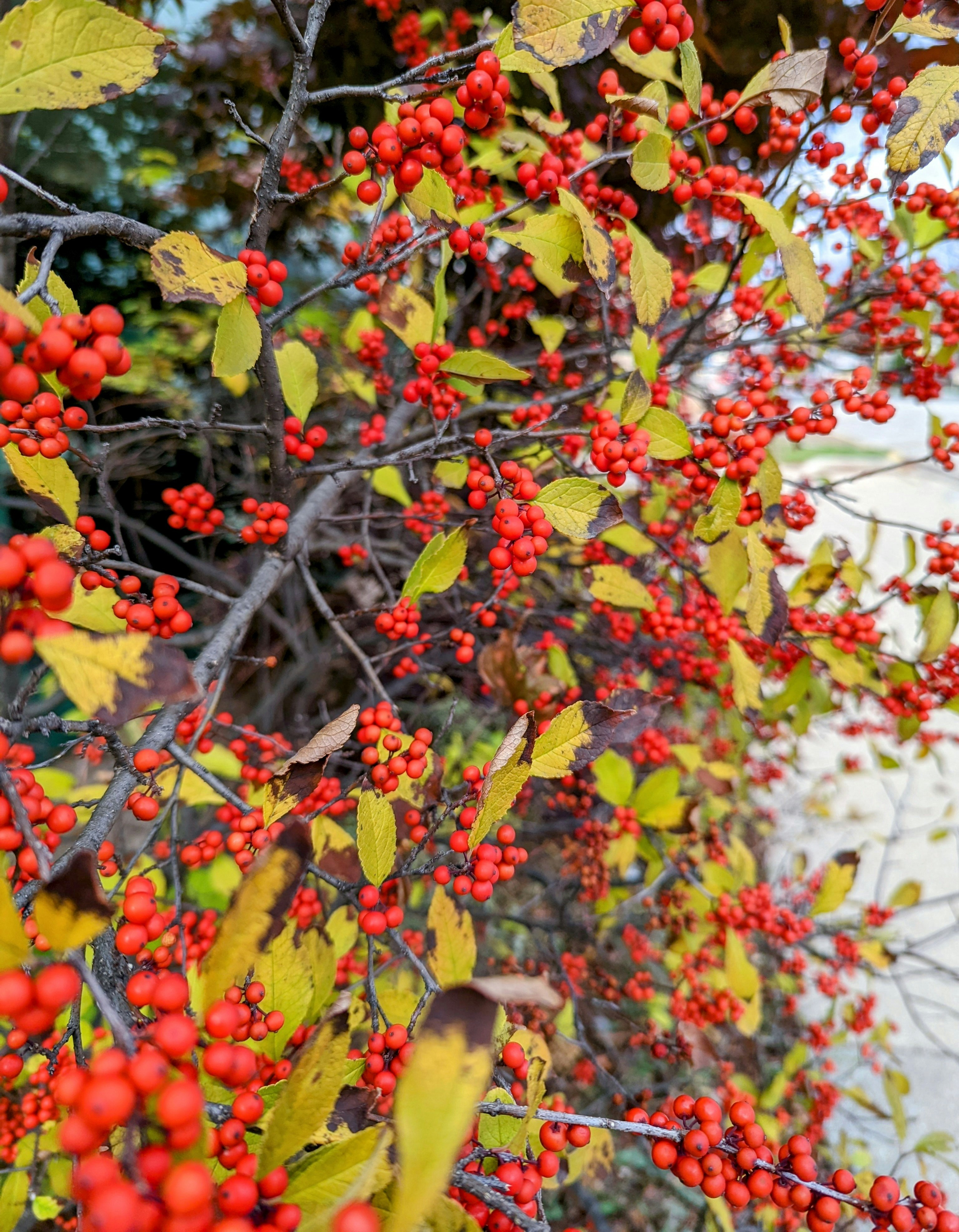 Photo by darkersolstice