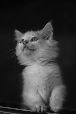 Which Cat Is Best for Beginners? 10 Popular Breeds Compared by Personality