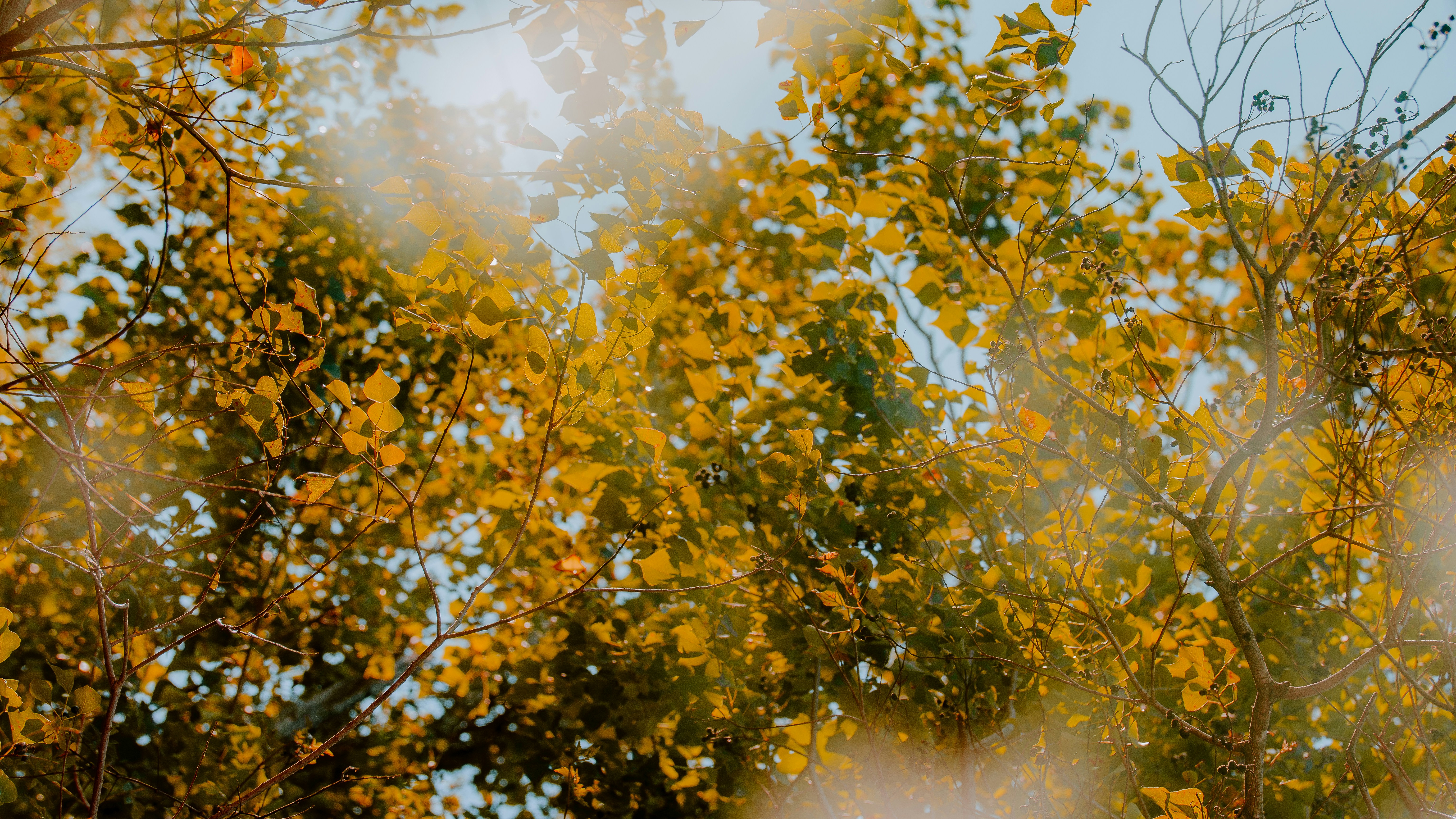 Photo by joseph_royer