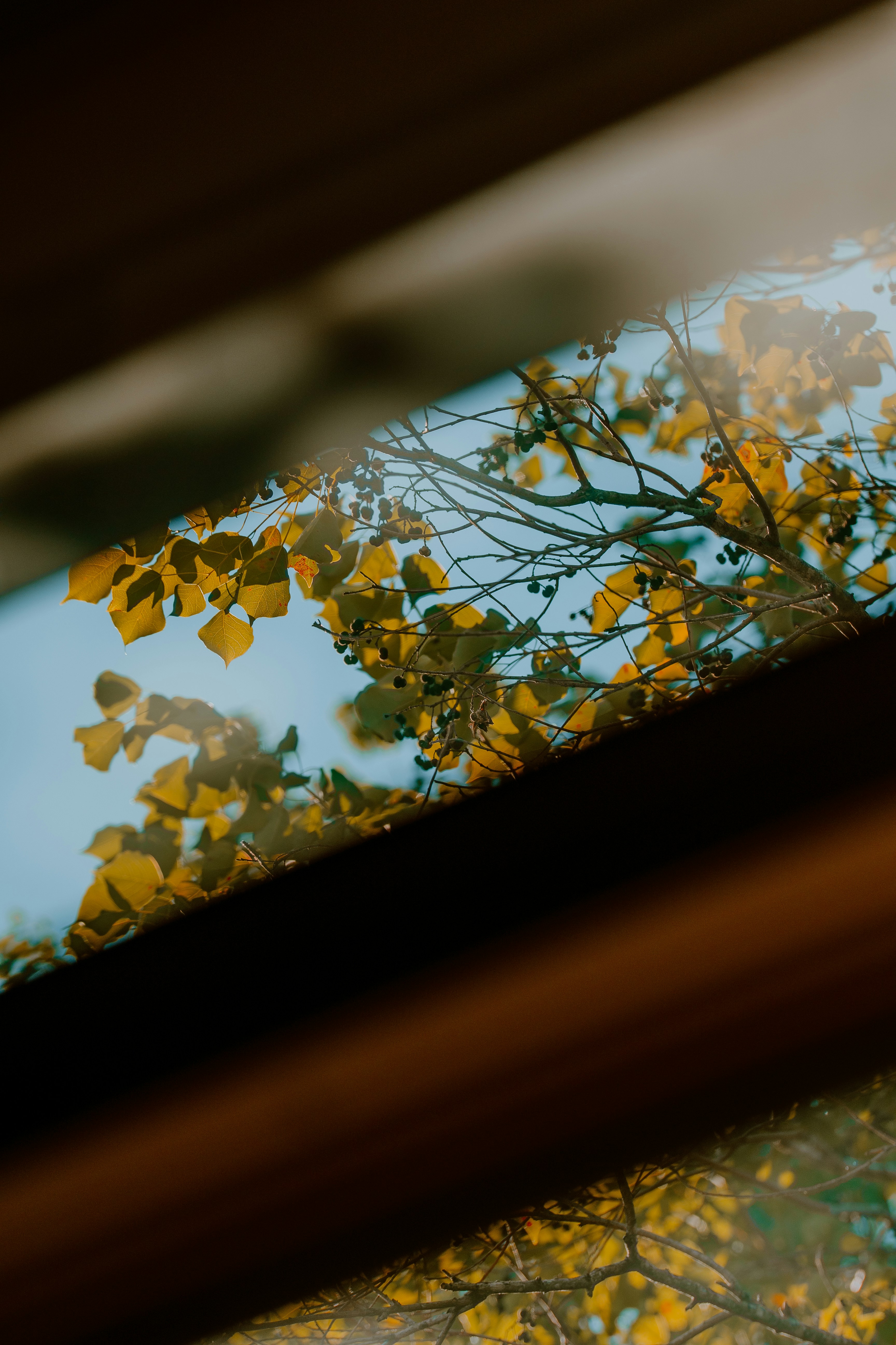 Photo by joseph_royer