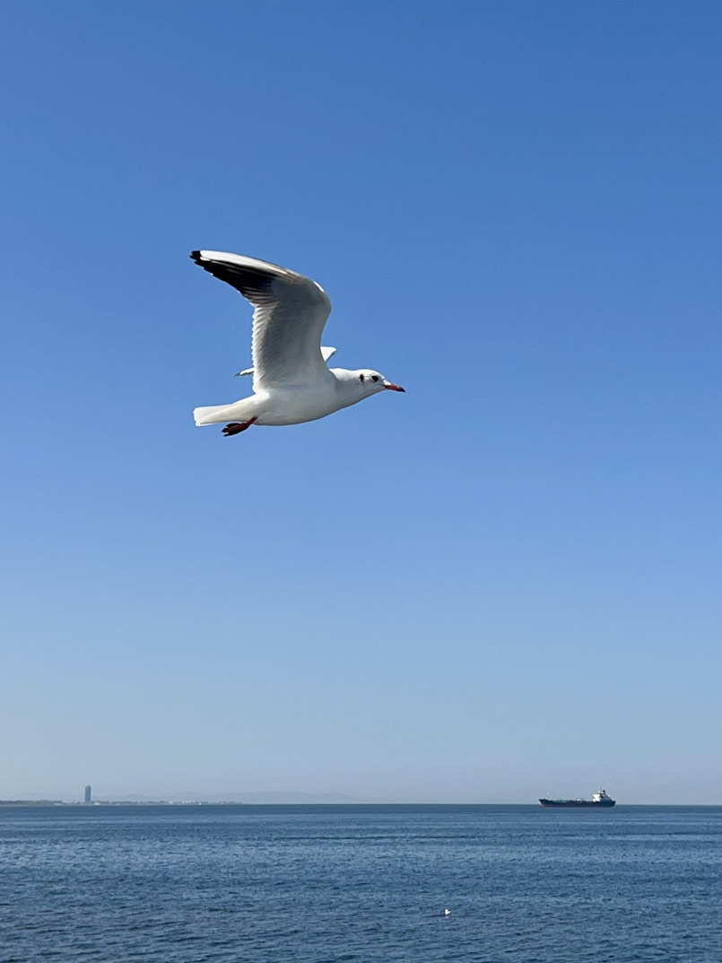 A seagull flying over a body of water