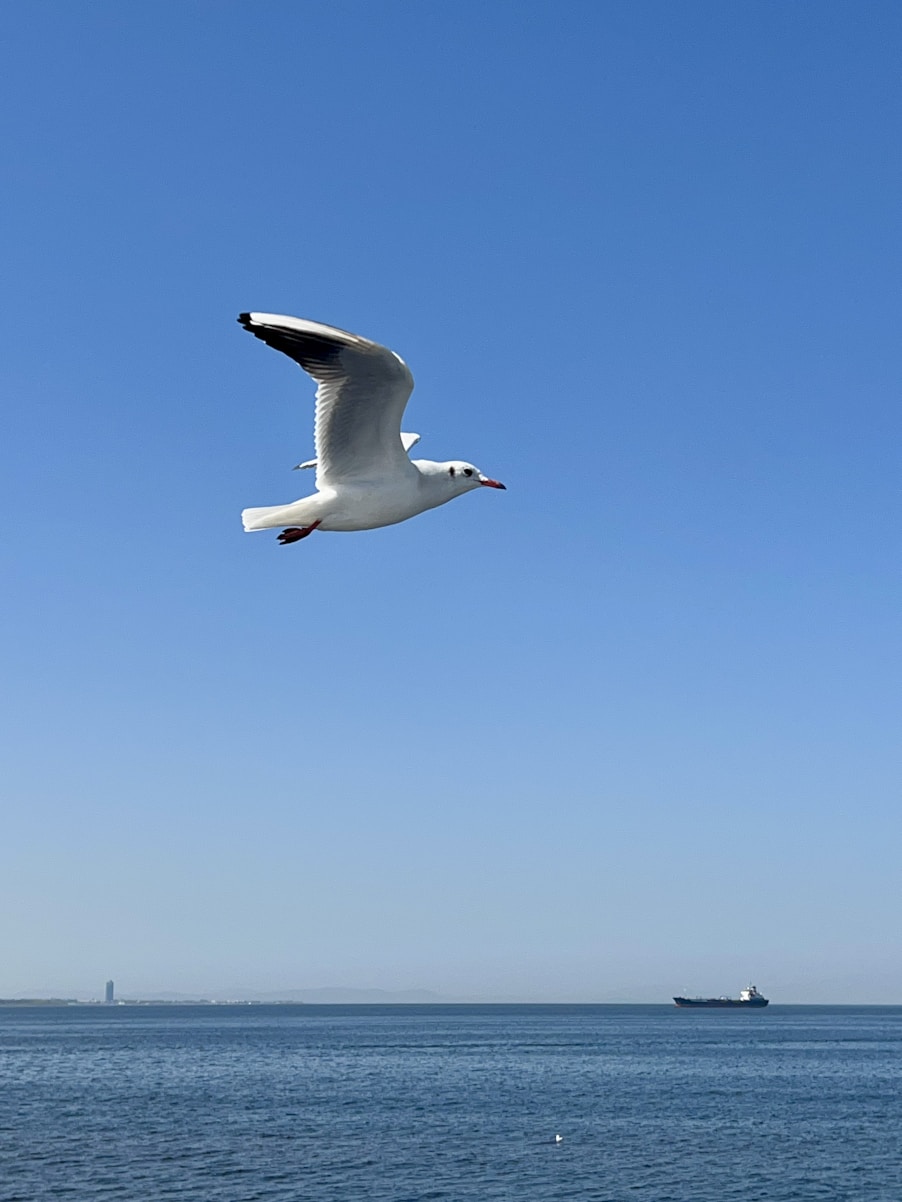 A seagull flying over a body of water