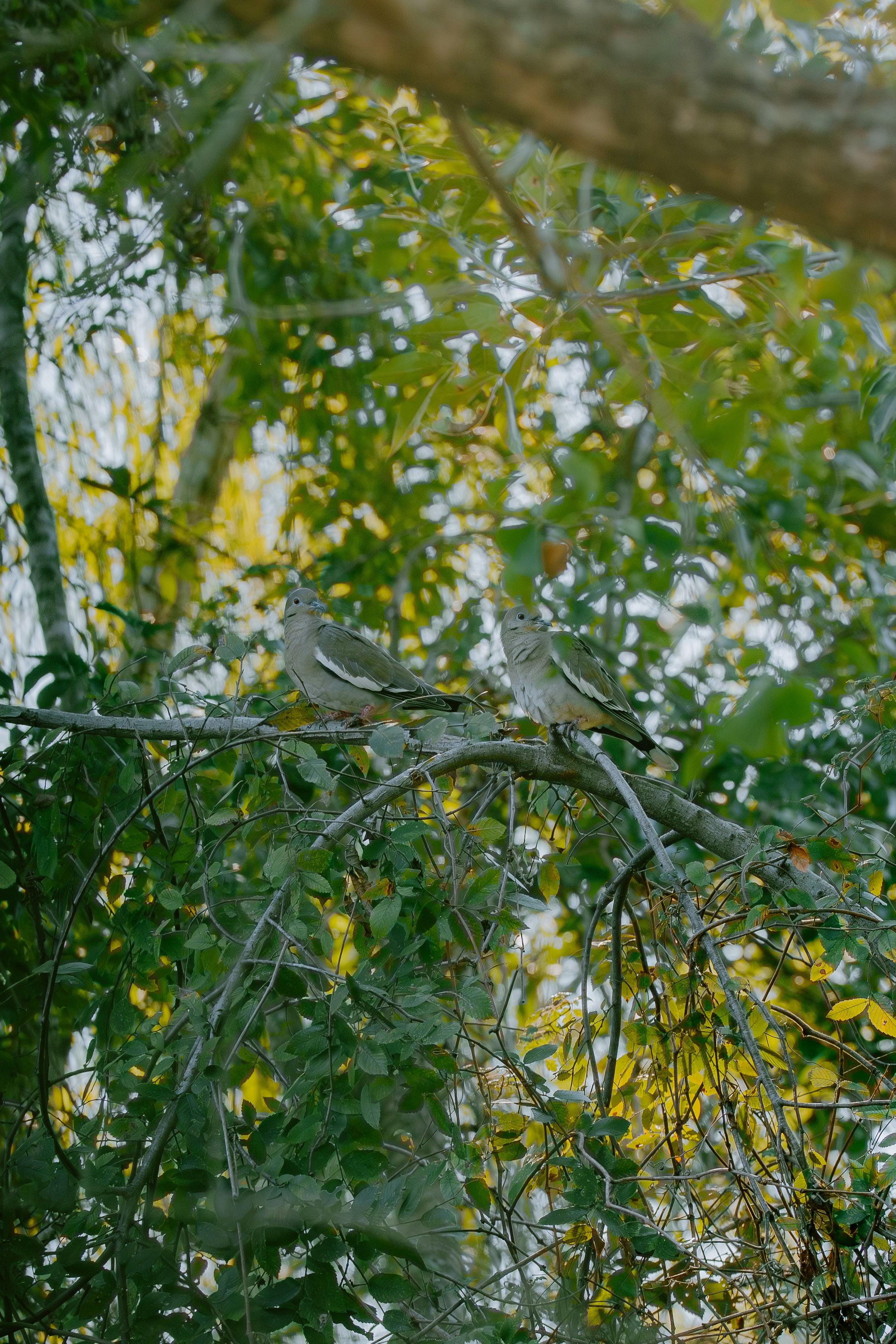 Photo by joseph_royer