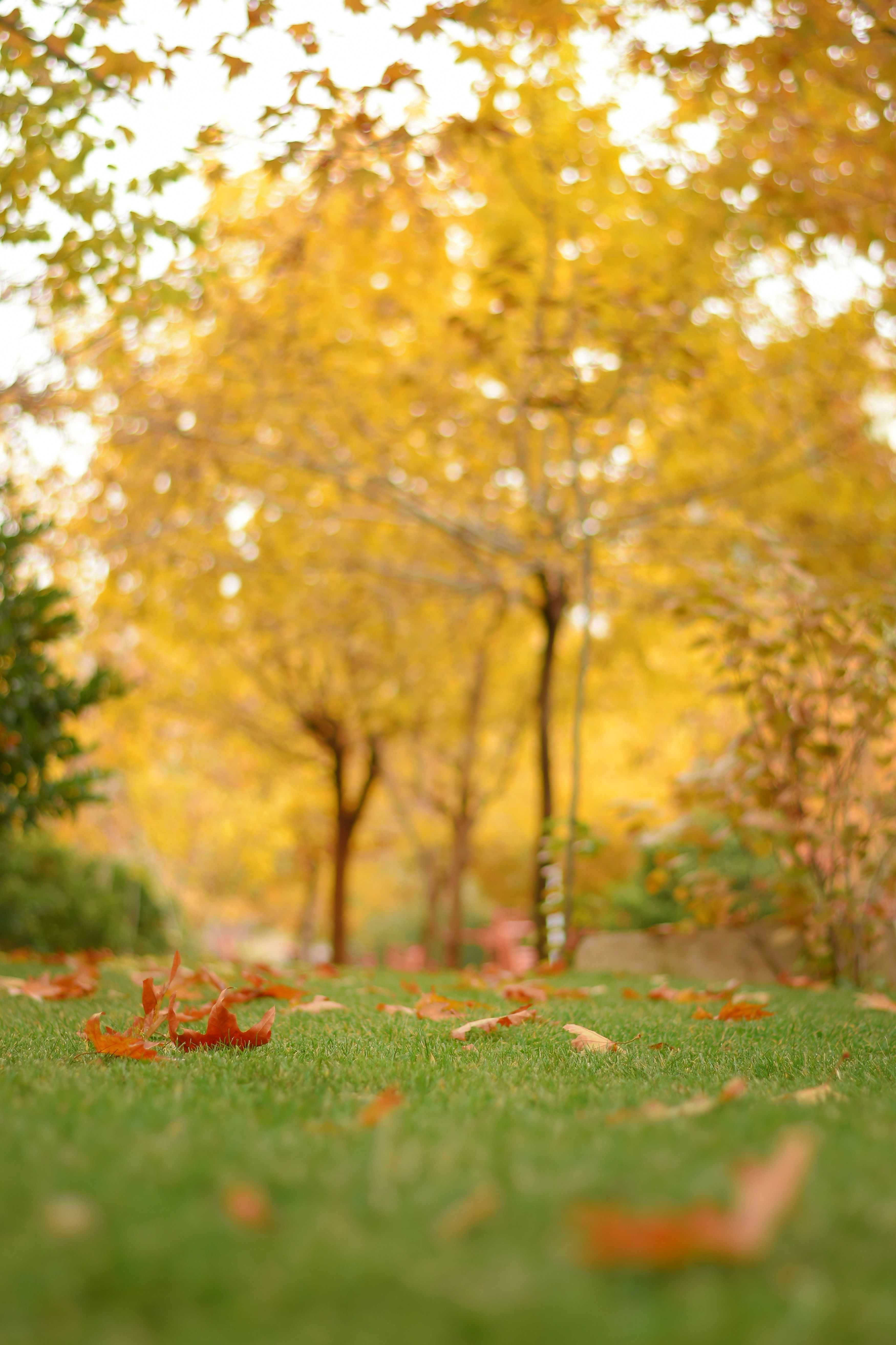 A dog running through a park in the fall