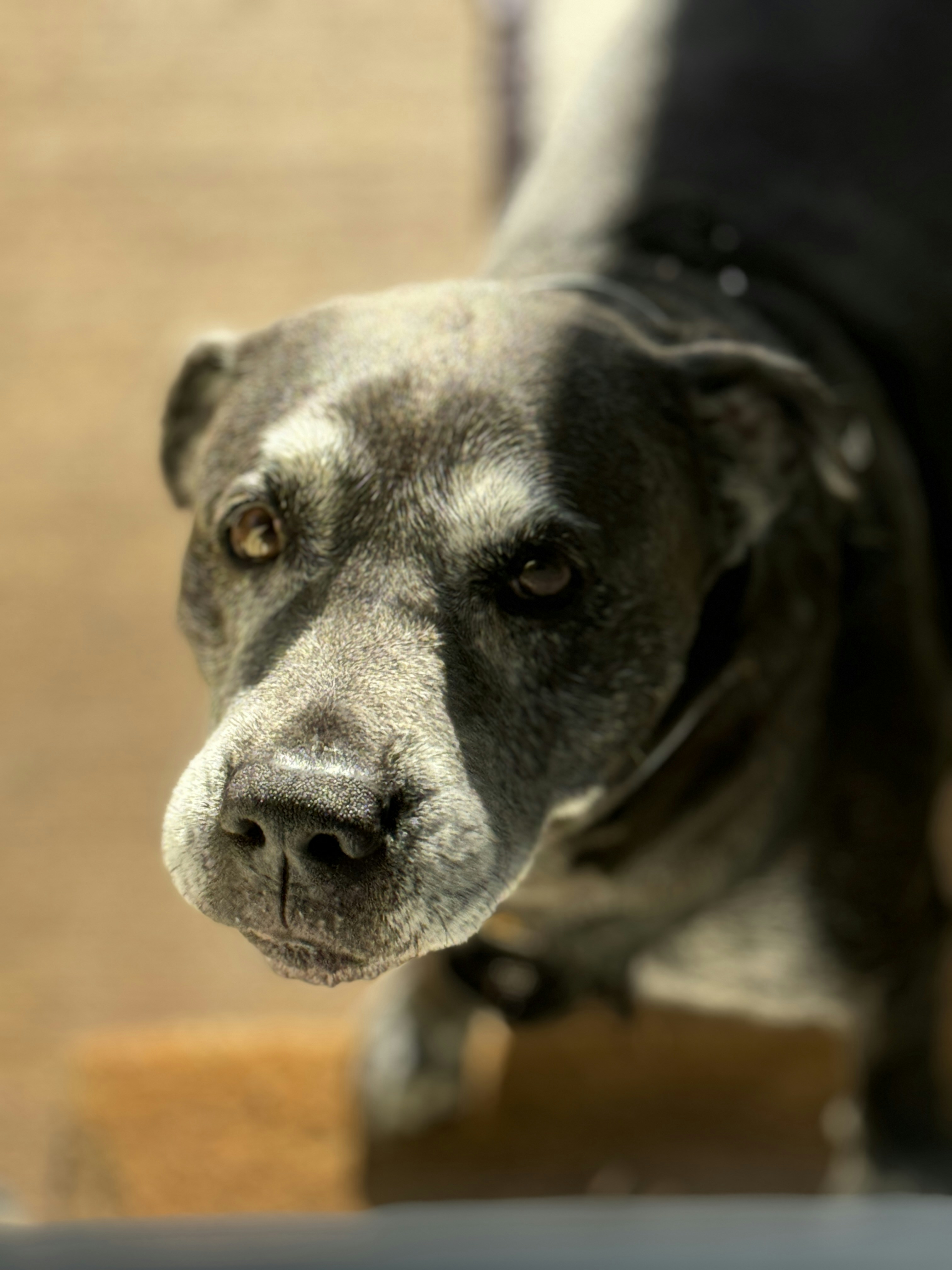 Nahaufnahme eines Hundes, der in die Kamera schaut