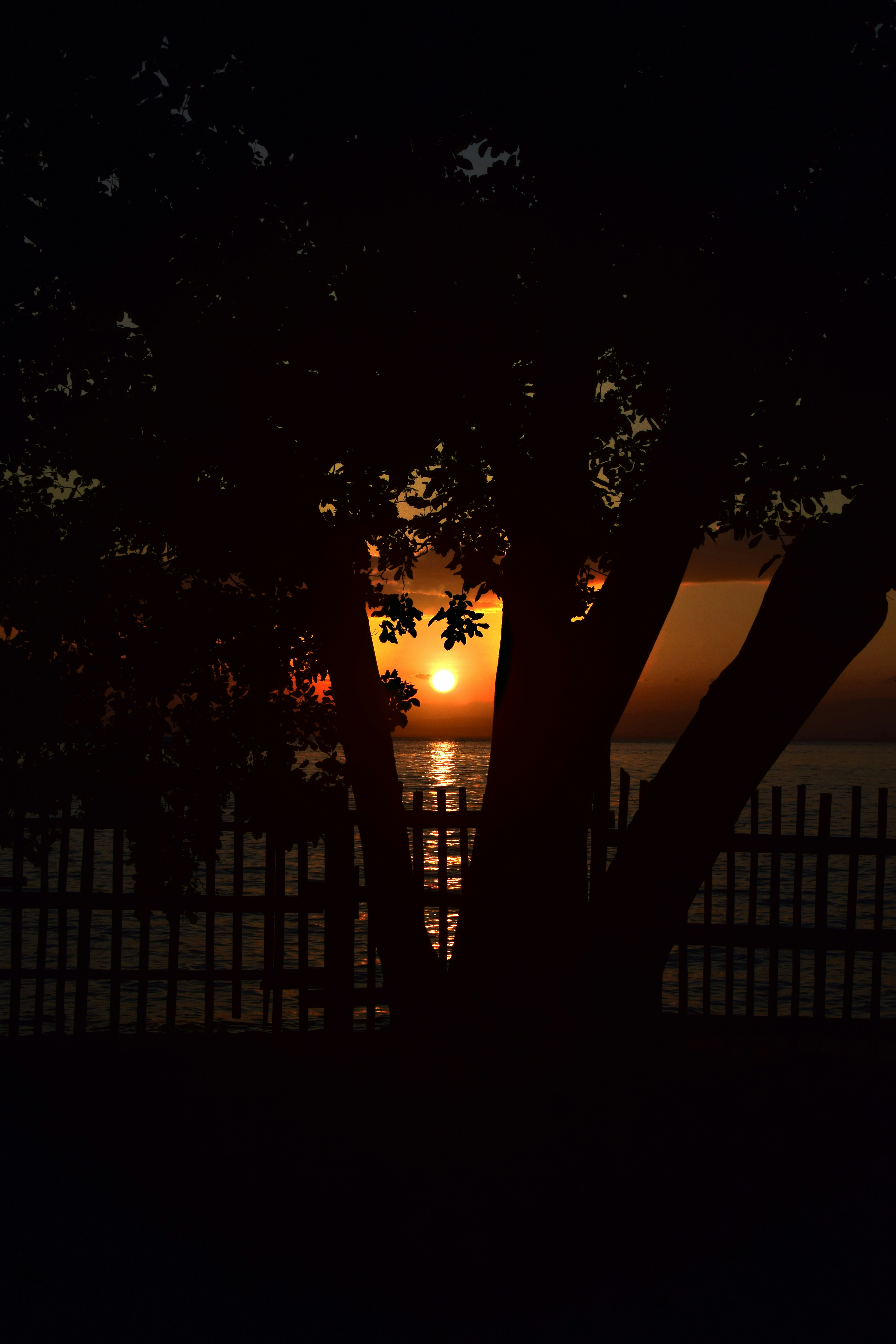 Photo by petfrap