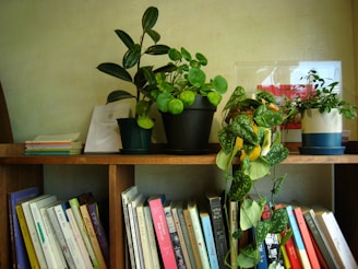 A bookshelf filled with lots of books and plants