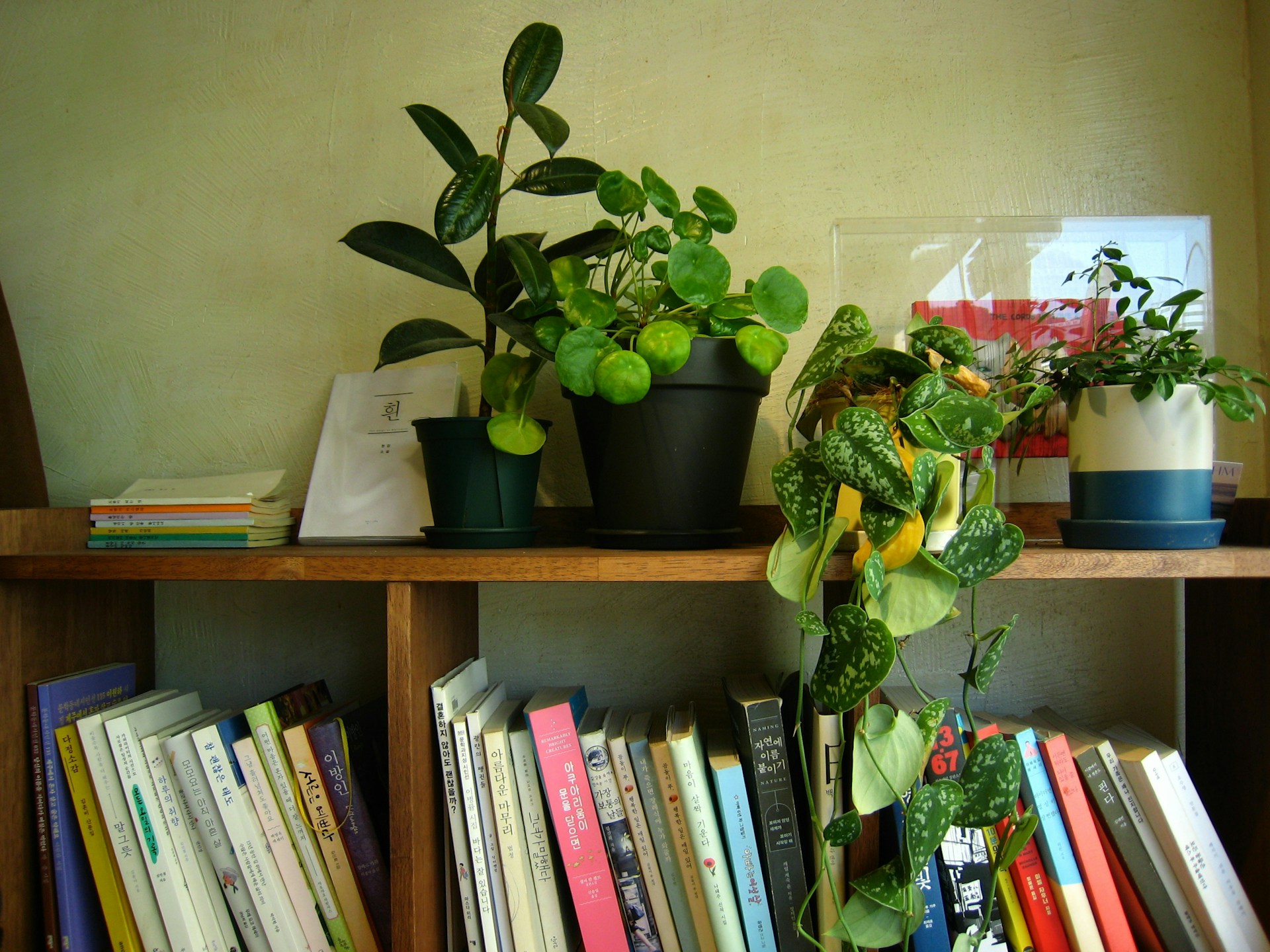 A bookshelf filled with lots of books and plants