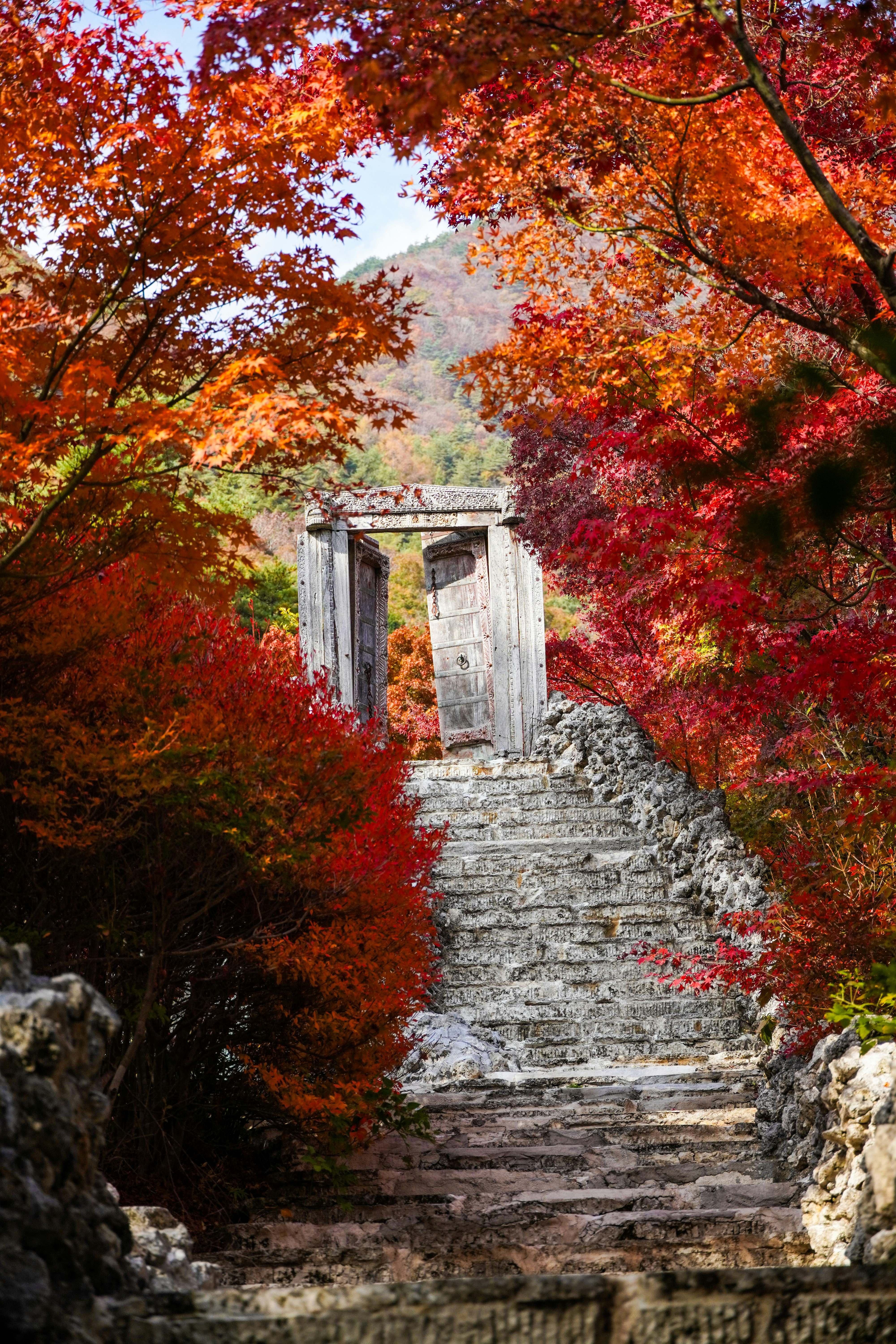 A set of steps leading up to a tree filled forest photo – Free Japan ...